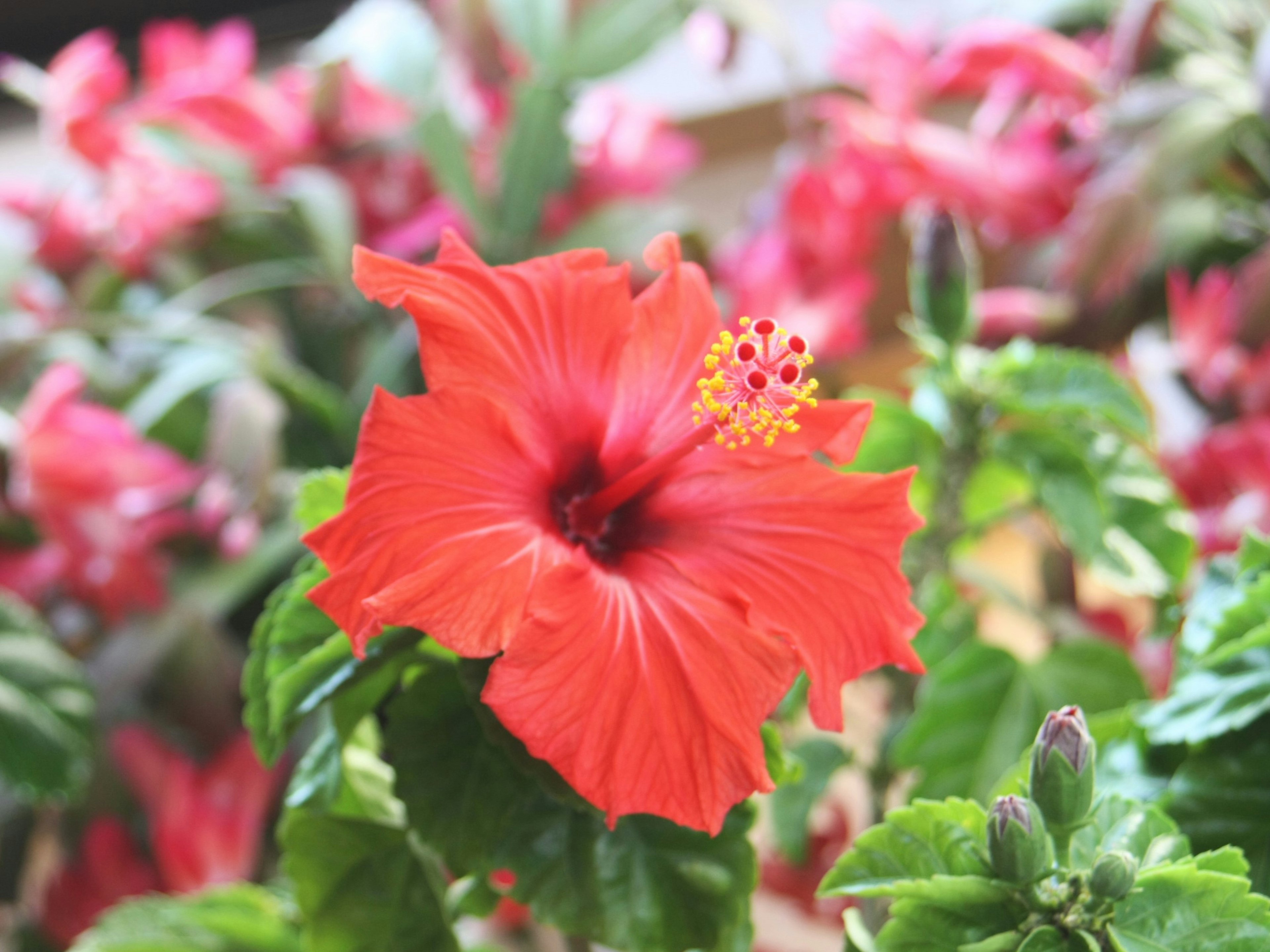 Leuchtend rote Hibiskusblüte umgeben von grünen Blättern