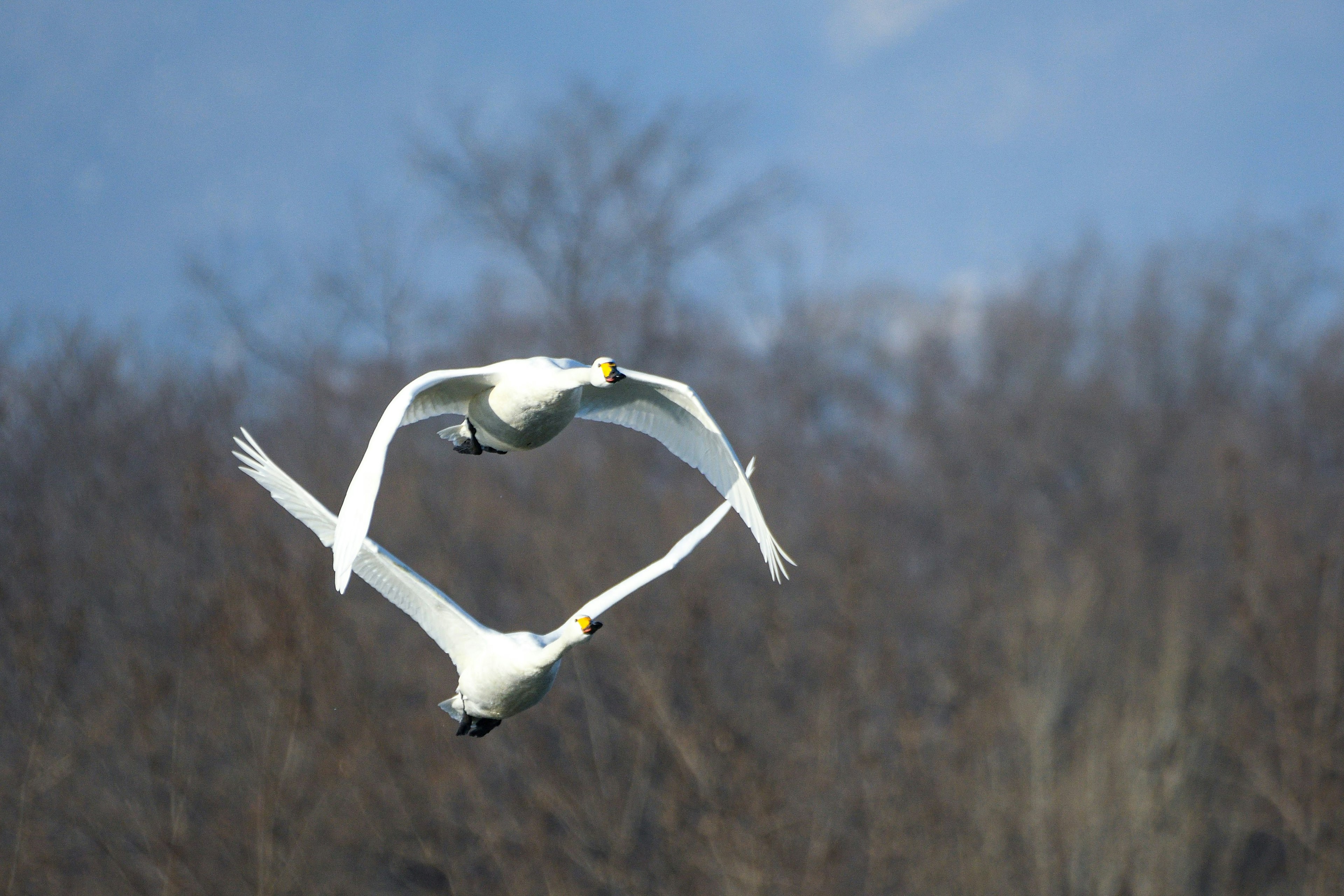 二羽の白鳥が空中でハート型の飛行をしている美しい瞬間