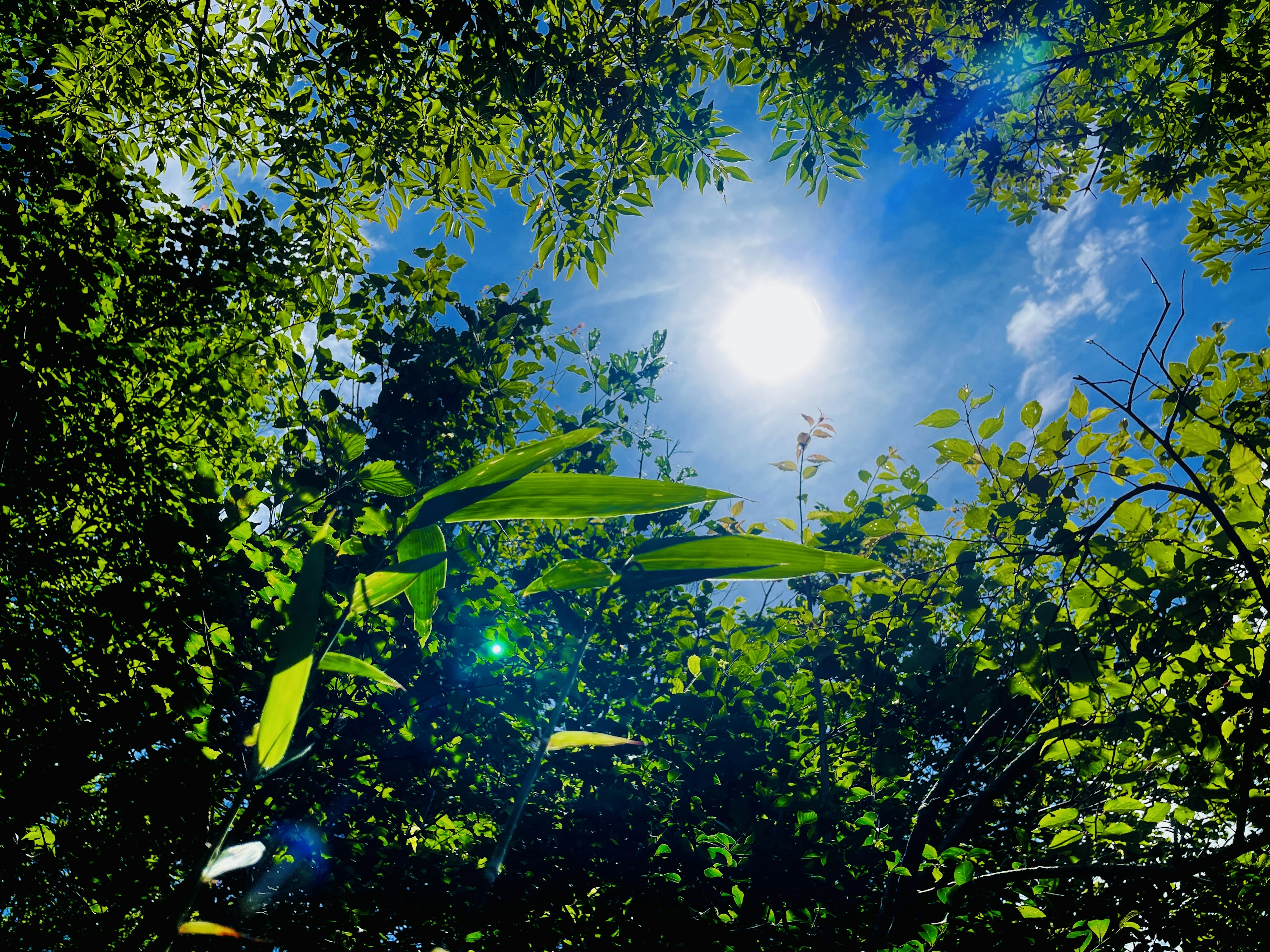 Grüne Blätter, die eine helle Sonne in einem blauen Himmel umrahmen