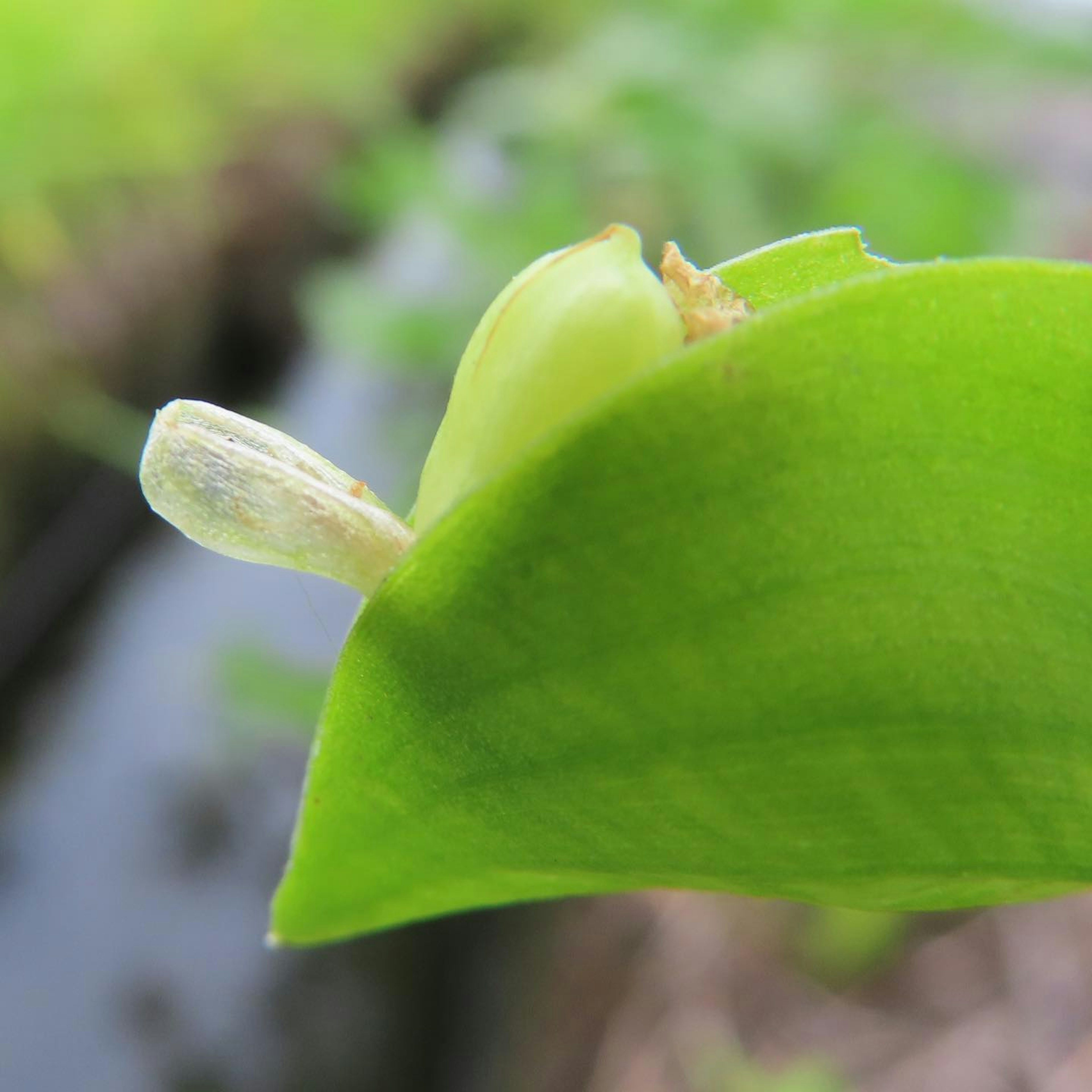 Kleiner Blütenknospe auf einem grünen Blatt