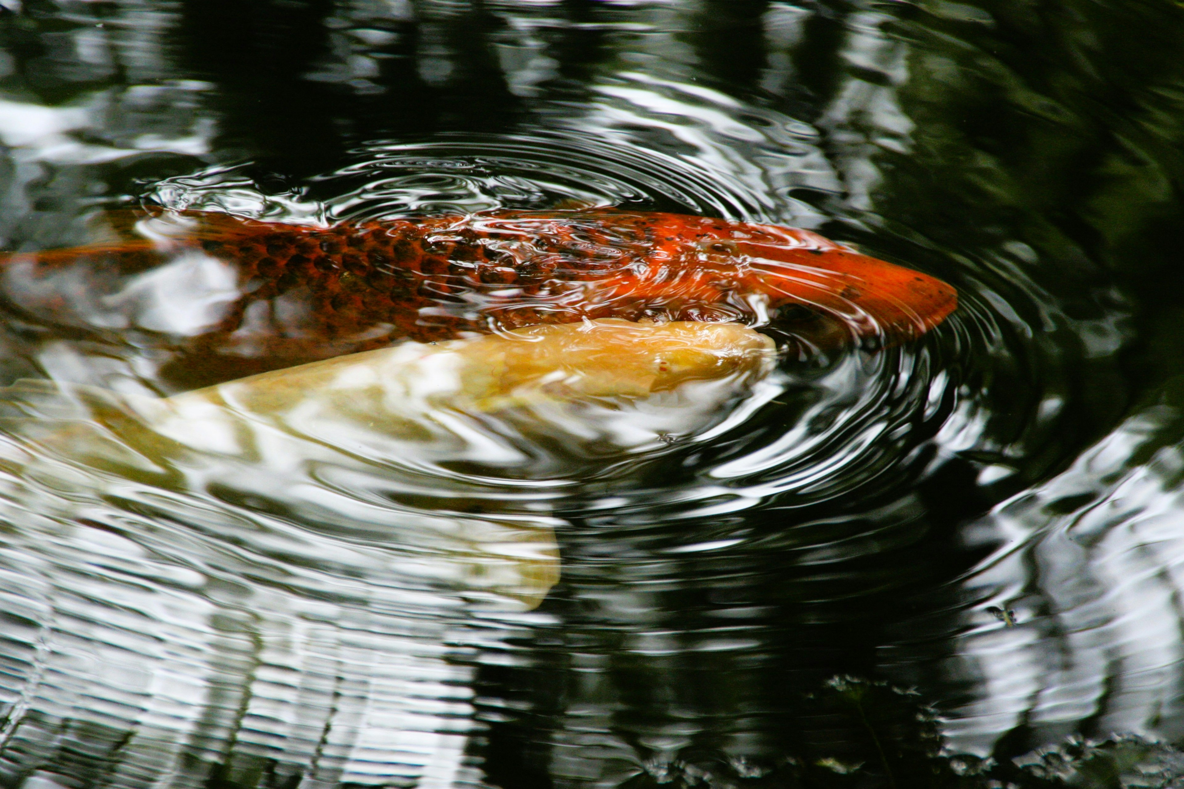 Ikan koi berenang dengan riak di permukaan air