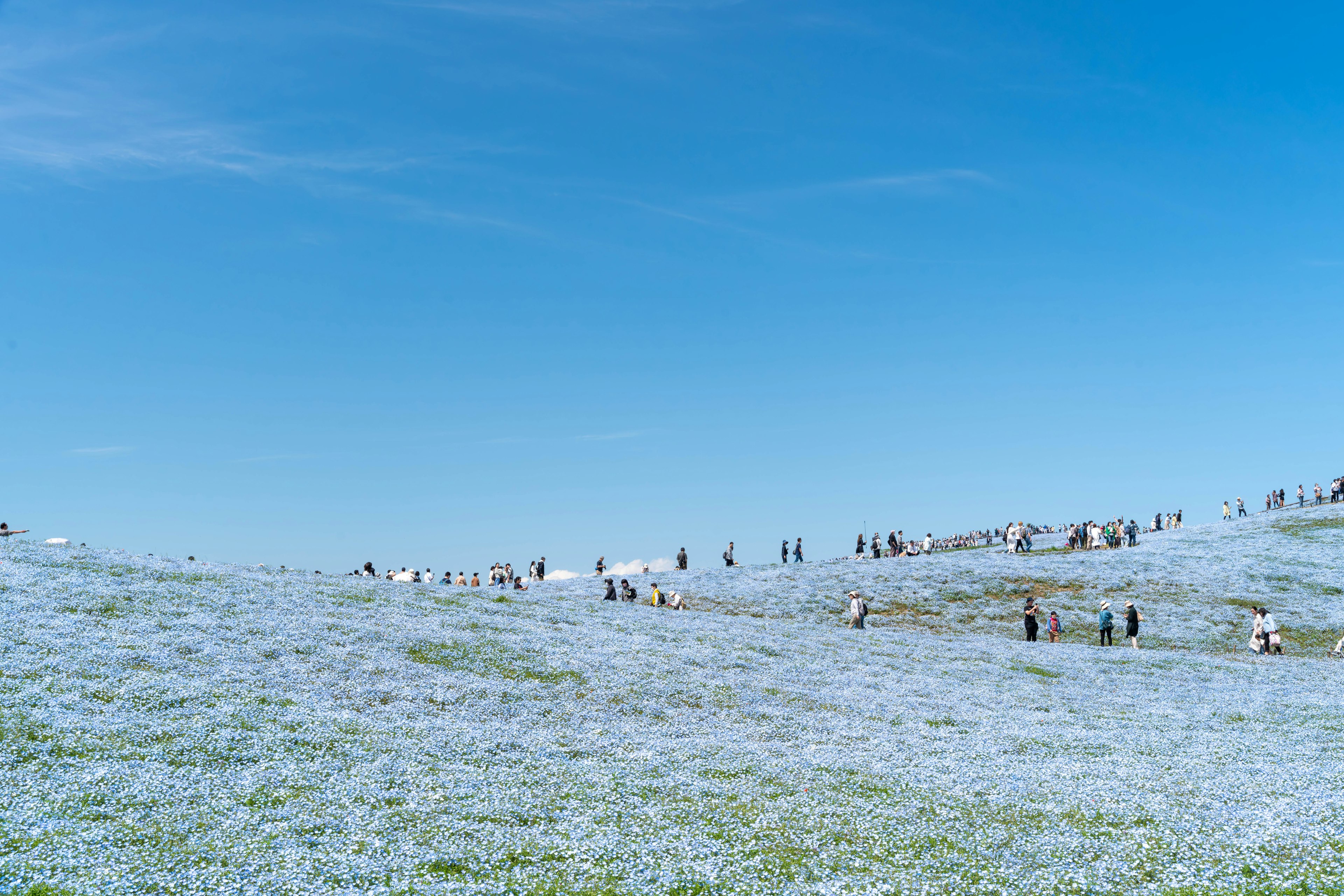 Un vaste champ de fleurs bleues sous un ciel bleu clair avec des gens se promenant