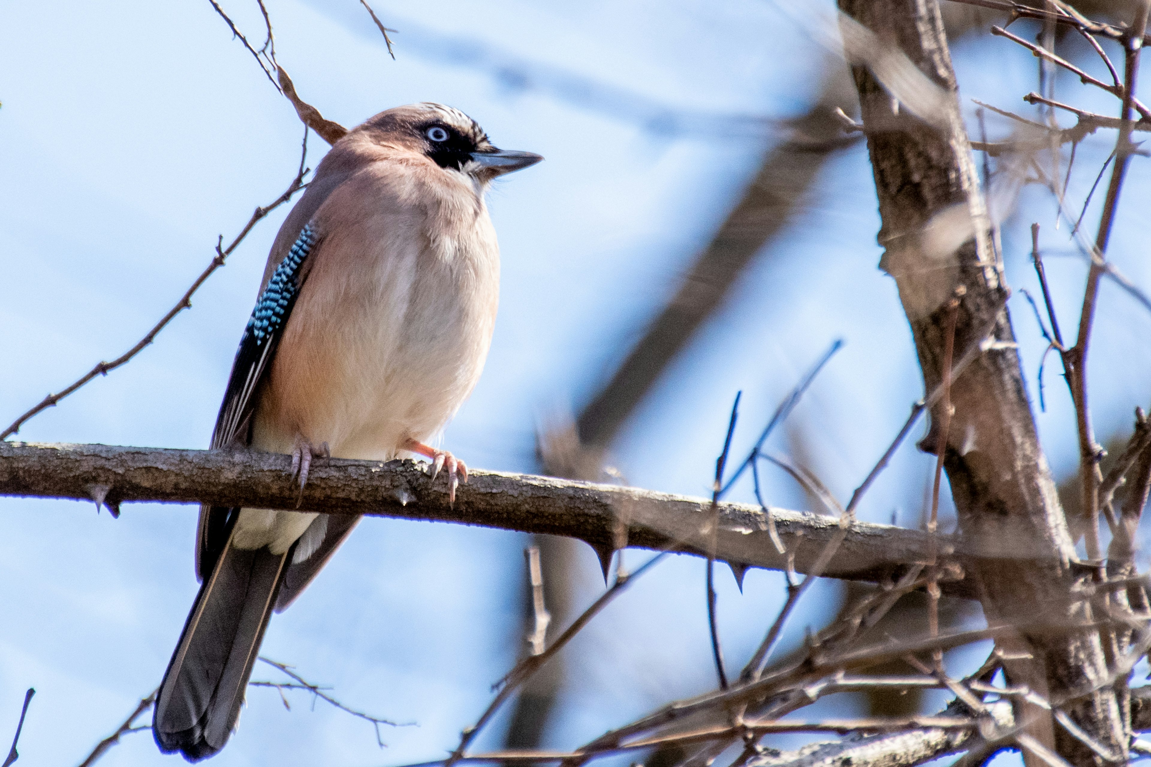 Un pequeño pájaro con plumas azules posado en una rama