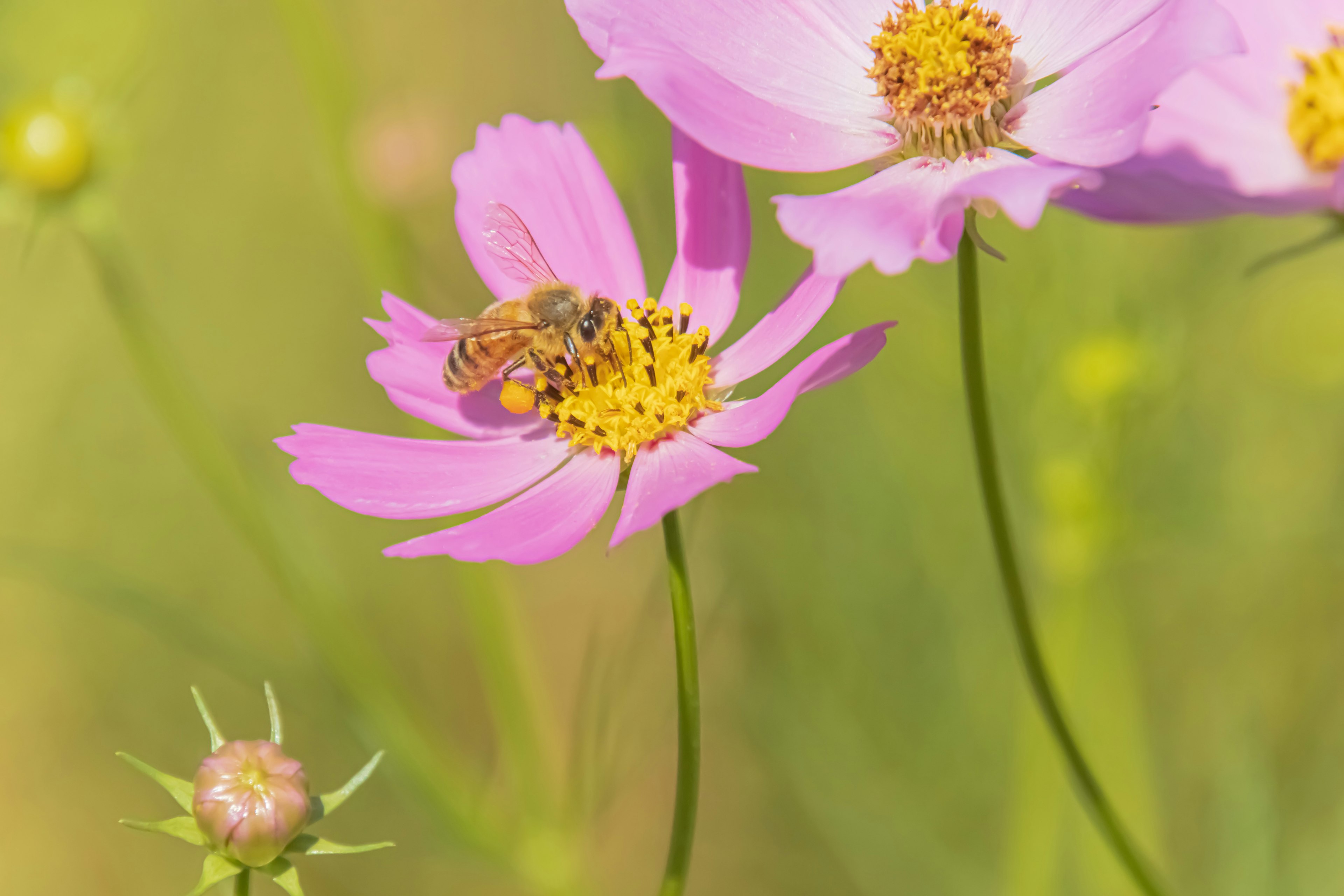 Una hermosa escena de flores de cosmos rosas con una abeja recolectando néctar