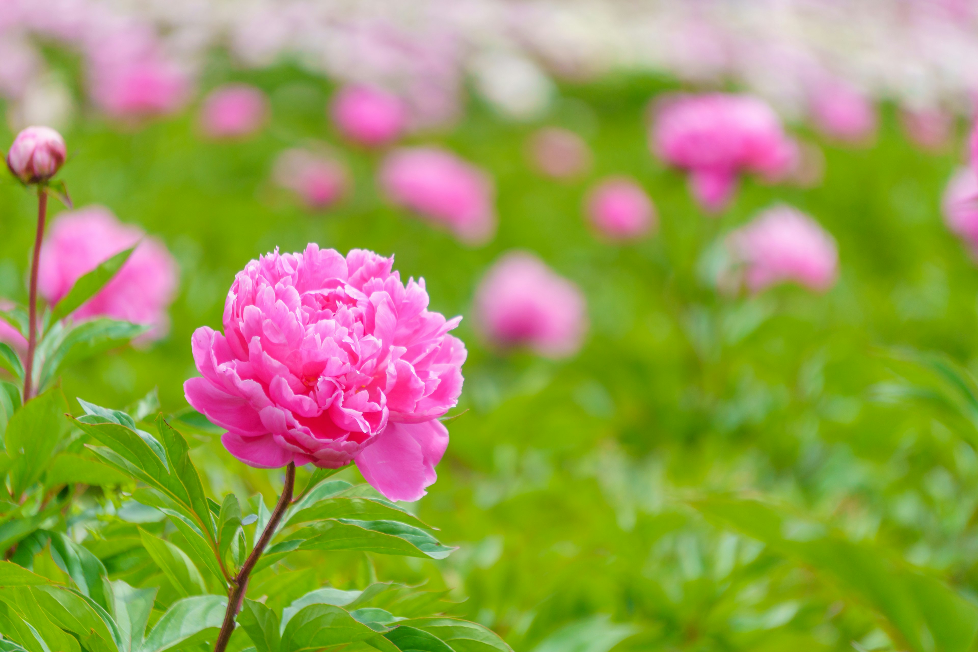 Flor de peonía rosa vibrante destacándose entre un campo de flores en plena floración