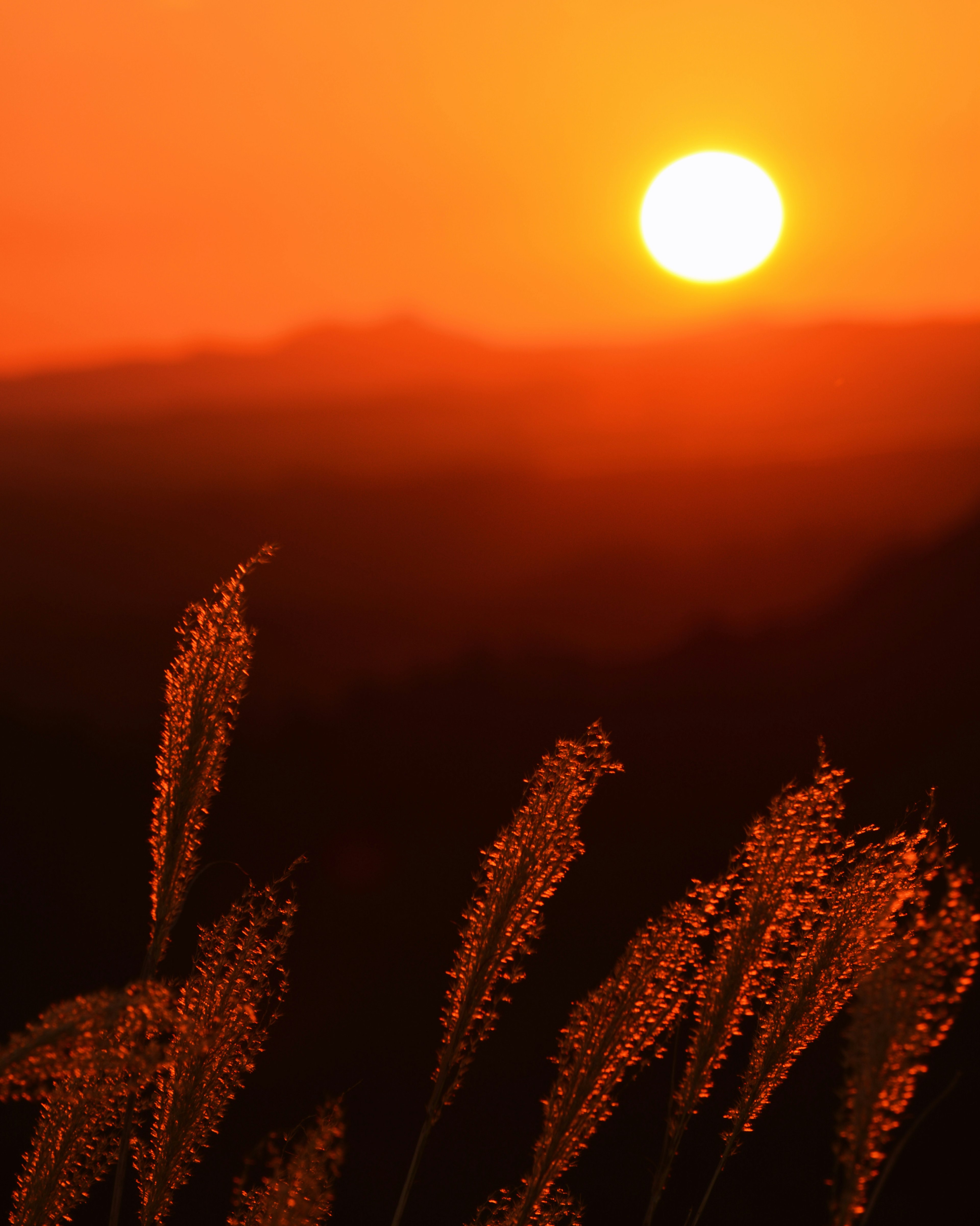 Brins d'herbe se balançant dans la lumière du coucher de soleil