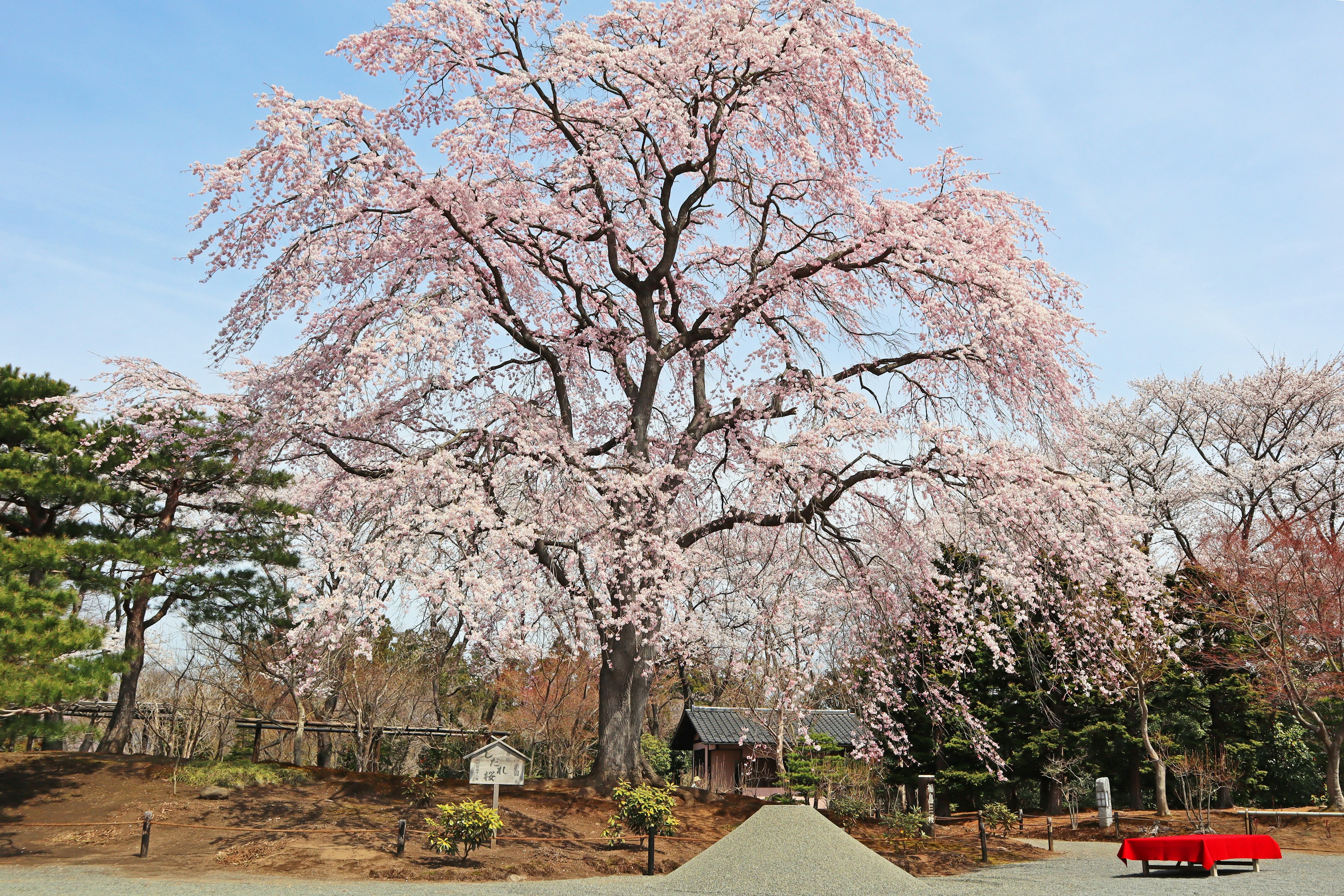 Ein schöner Kirschbaum in voller Blüte in einem Park