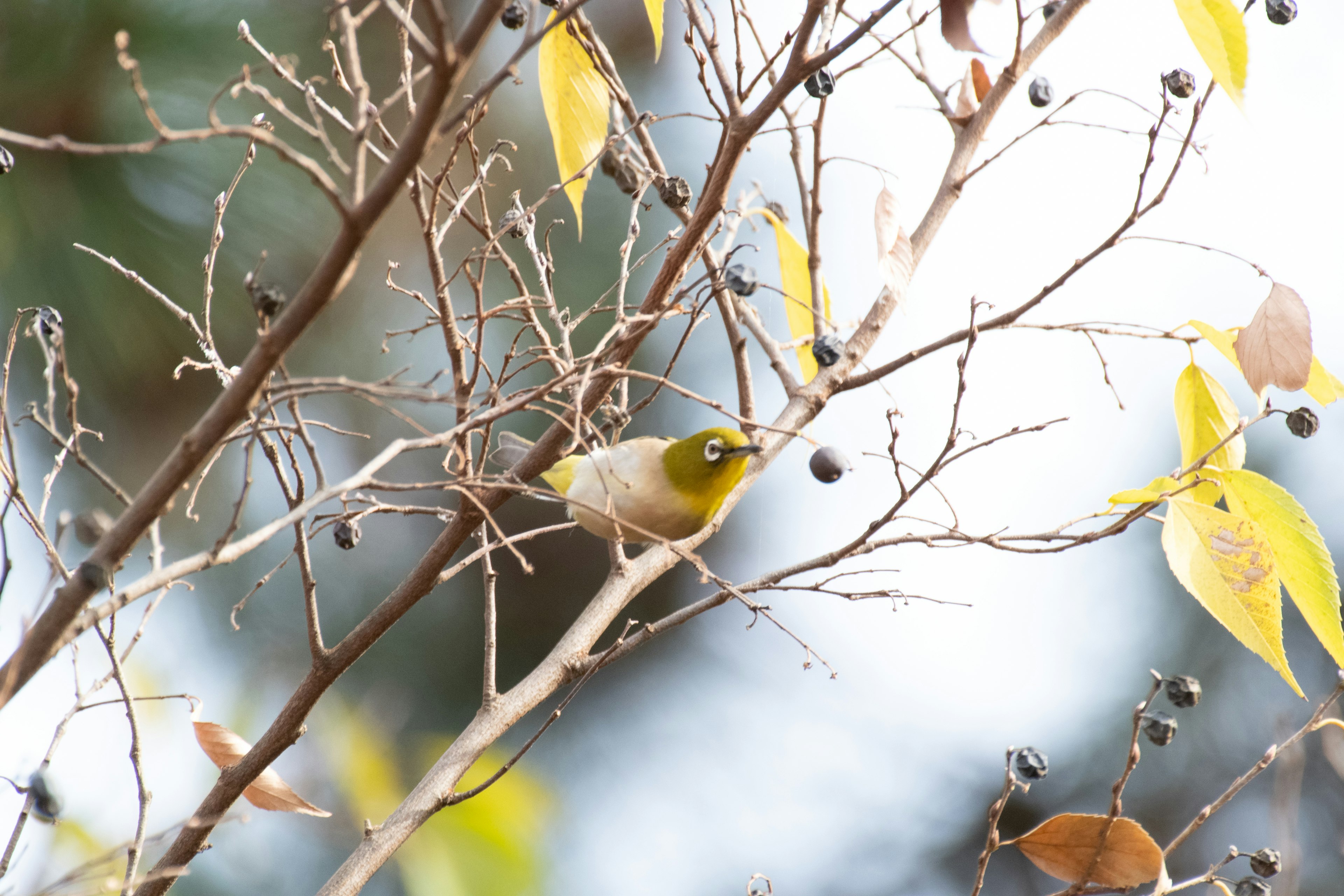 Un petit oiseau perché sur une branche avec des feuilles jaunes