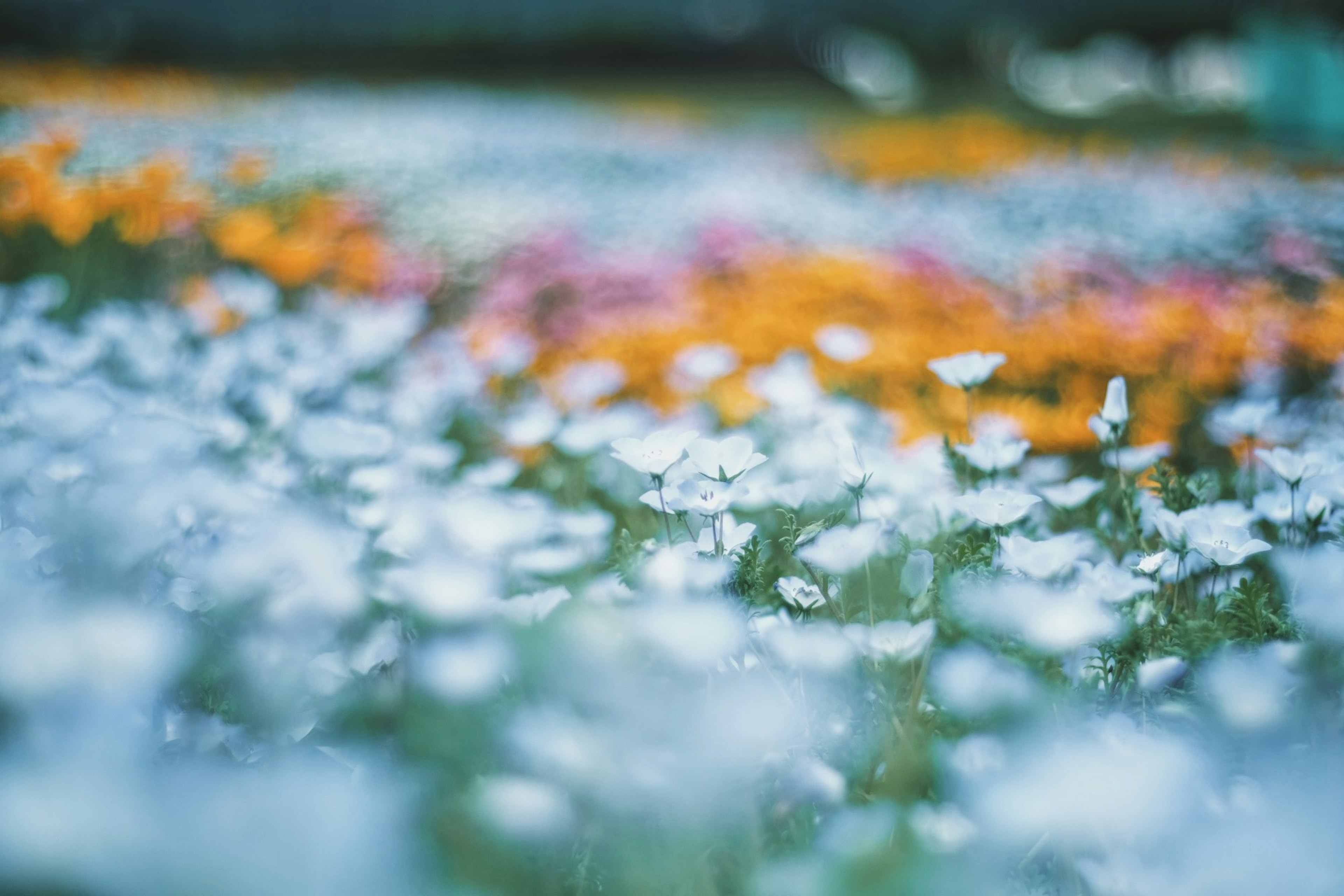 Blurred image of a colorful flower field with various blooms