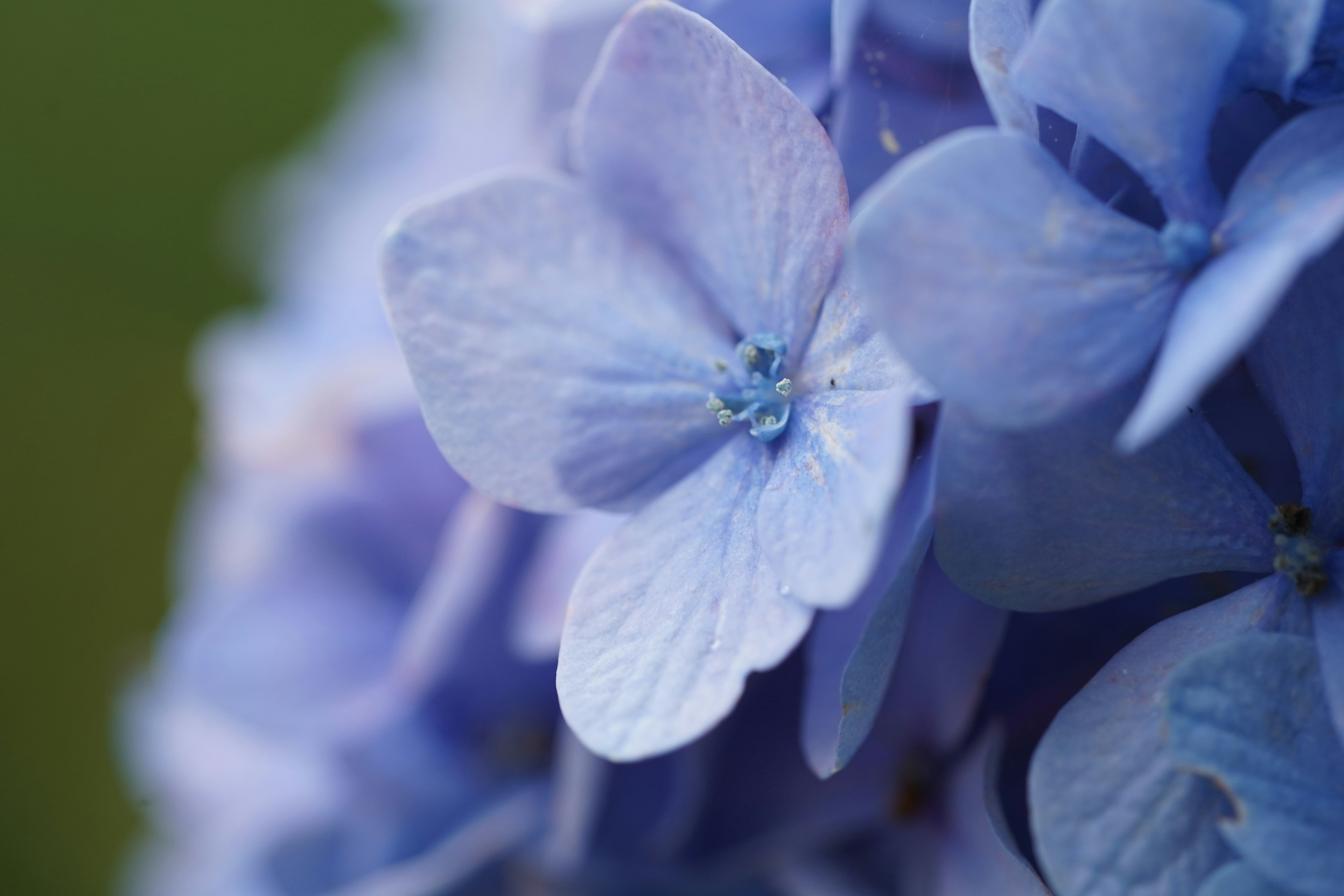 Nahaufnahme von blauen Hortensienblüten