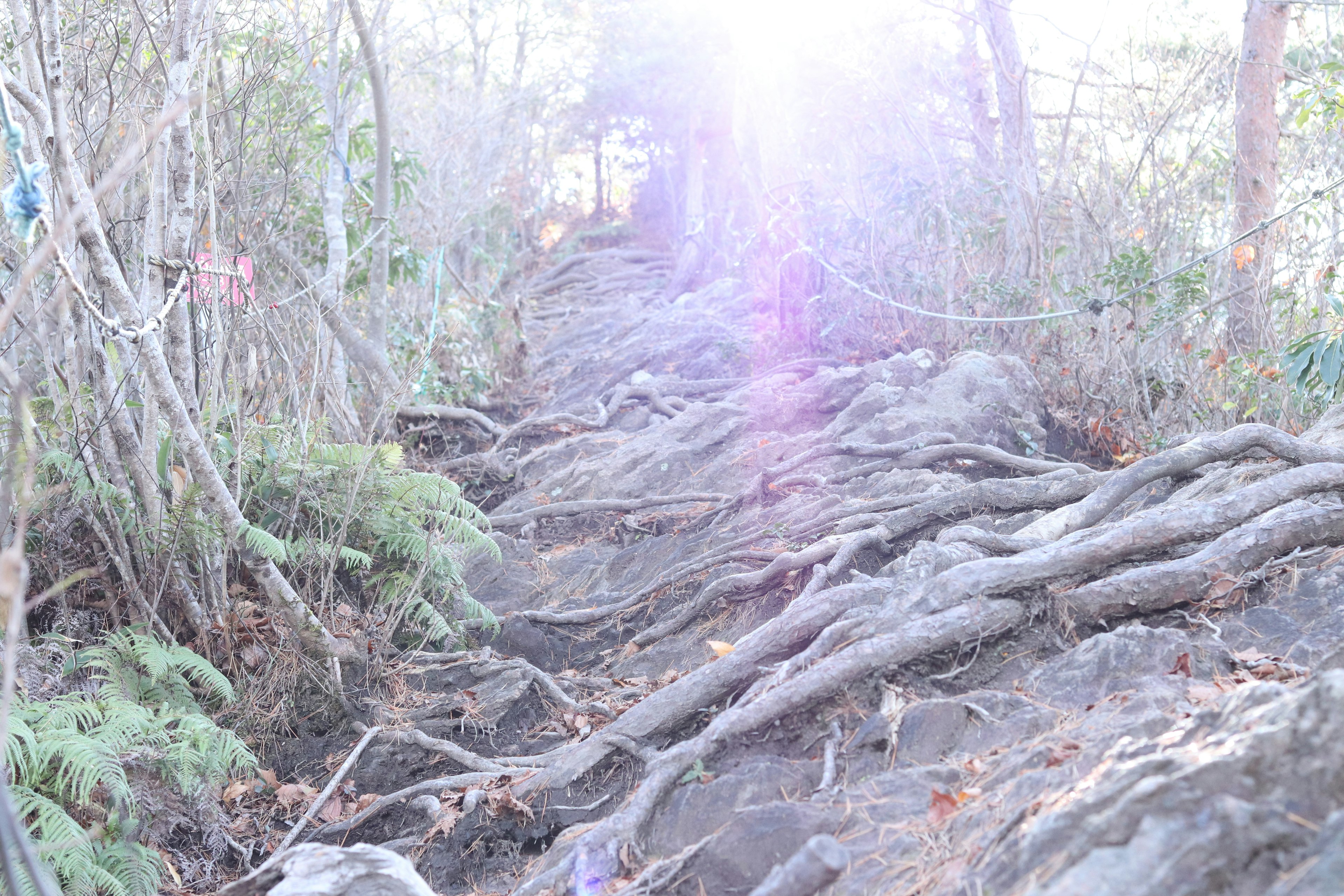 A natural path with intertwined tree roots and bright light