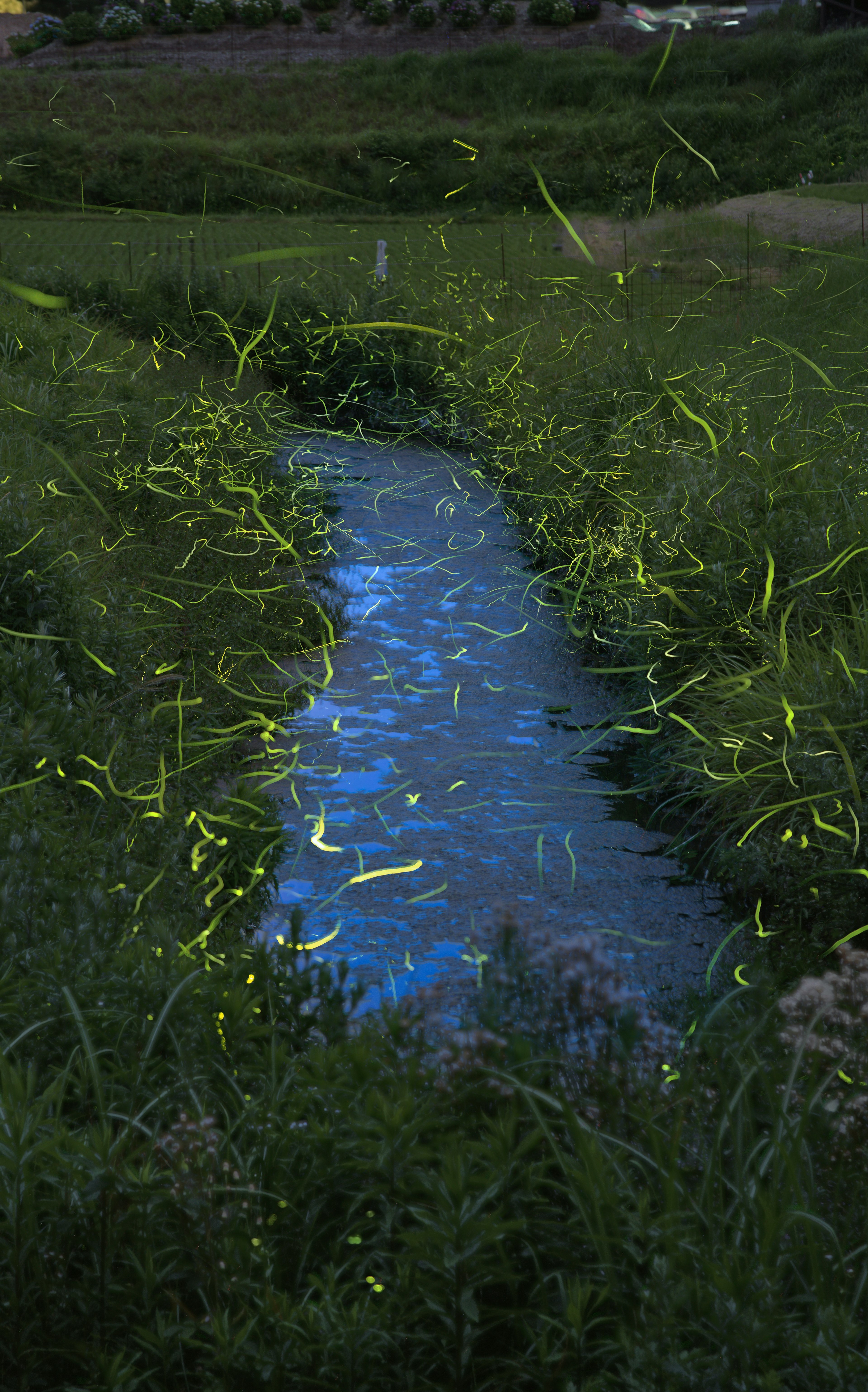 青い水面と蛍の光が幻想的に輝く風景