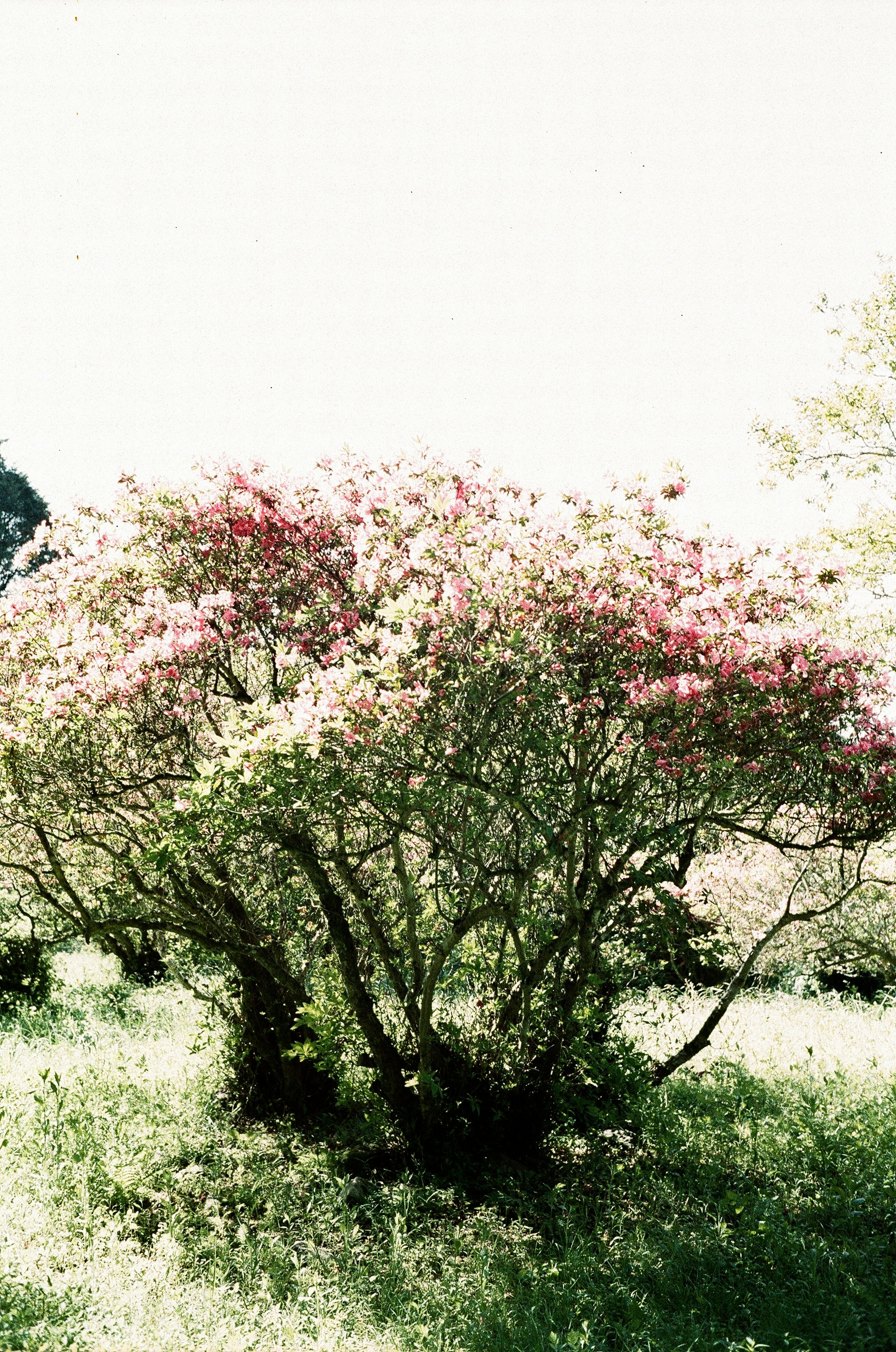 Ein lebendiger blühender Strauch mit rosa und weißen Blüten in einer sonnigen Umgebung