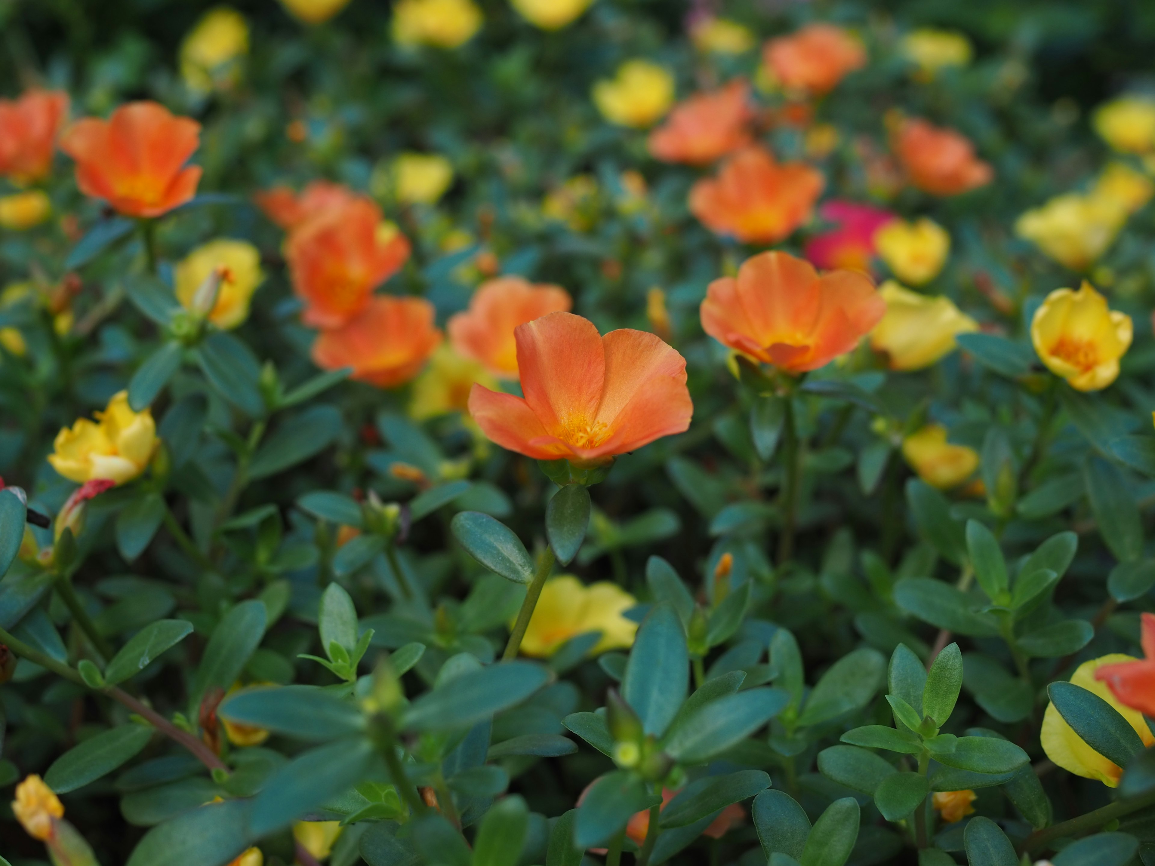 オレンジと黄色の花が咲く緑の葉の前景