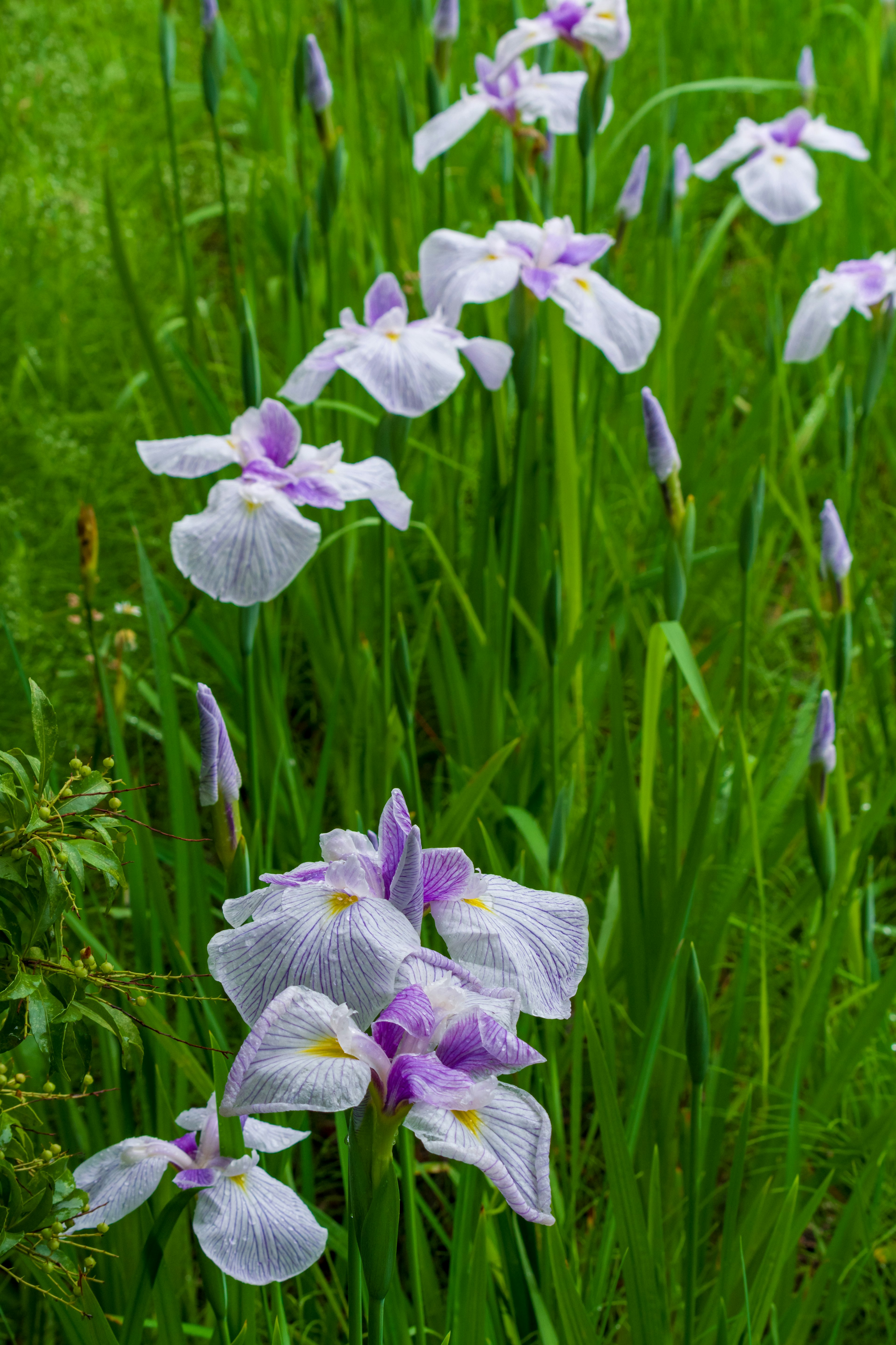 Bunga iris dengan kelopak ungu mekar di antara rumput hijau