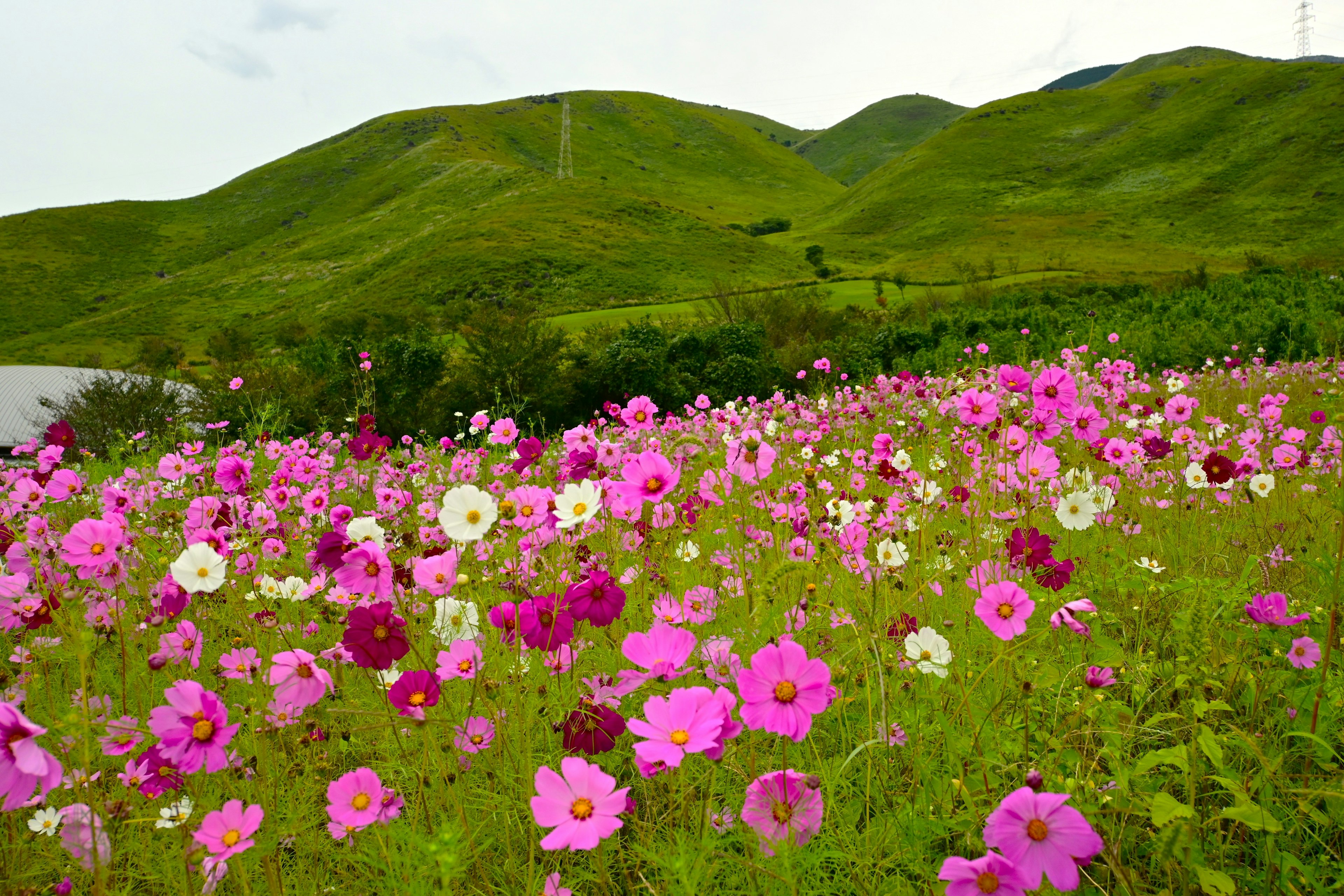 A scenic view of vibrant cosmos flowers blooming in a green hillside