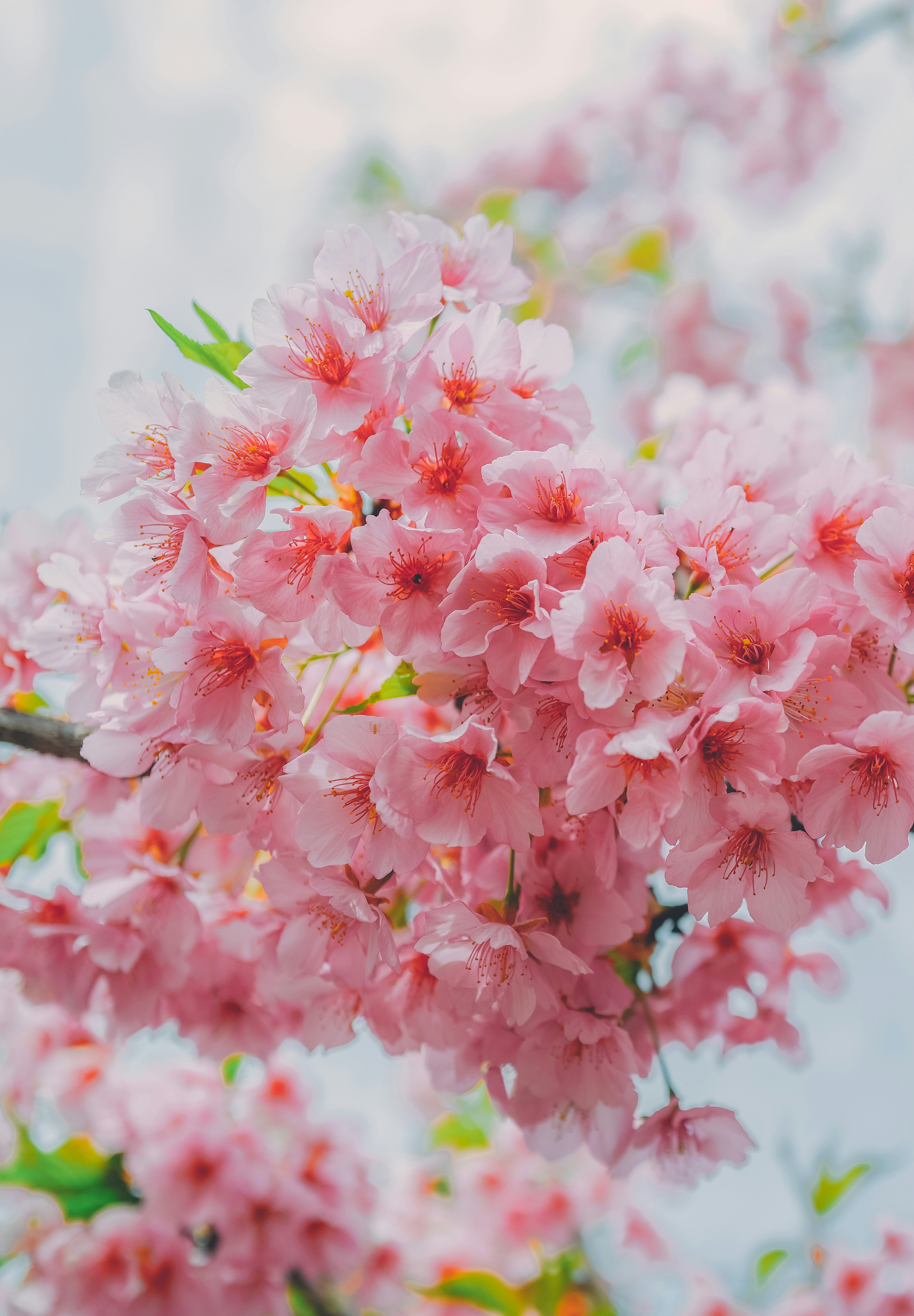 Close-up of cherry blossom branches with pink flowers and green leaves