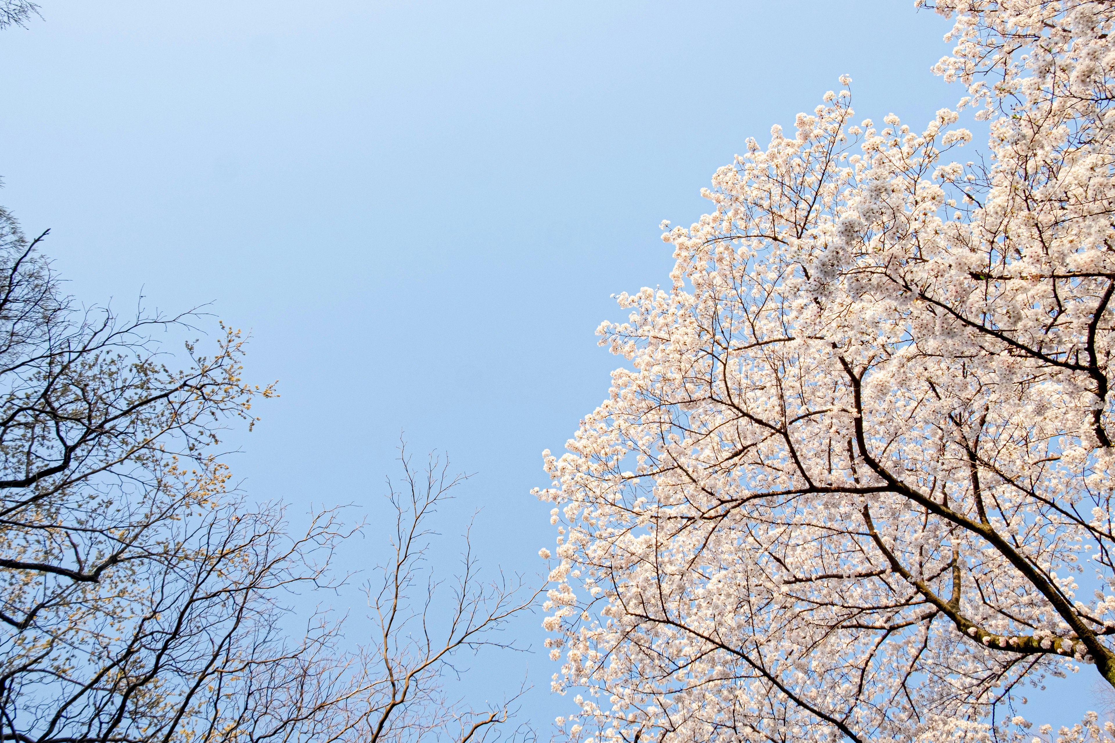 Contrast of blue sky and blooming cherry blossom trees