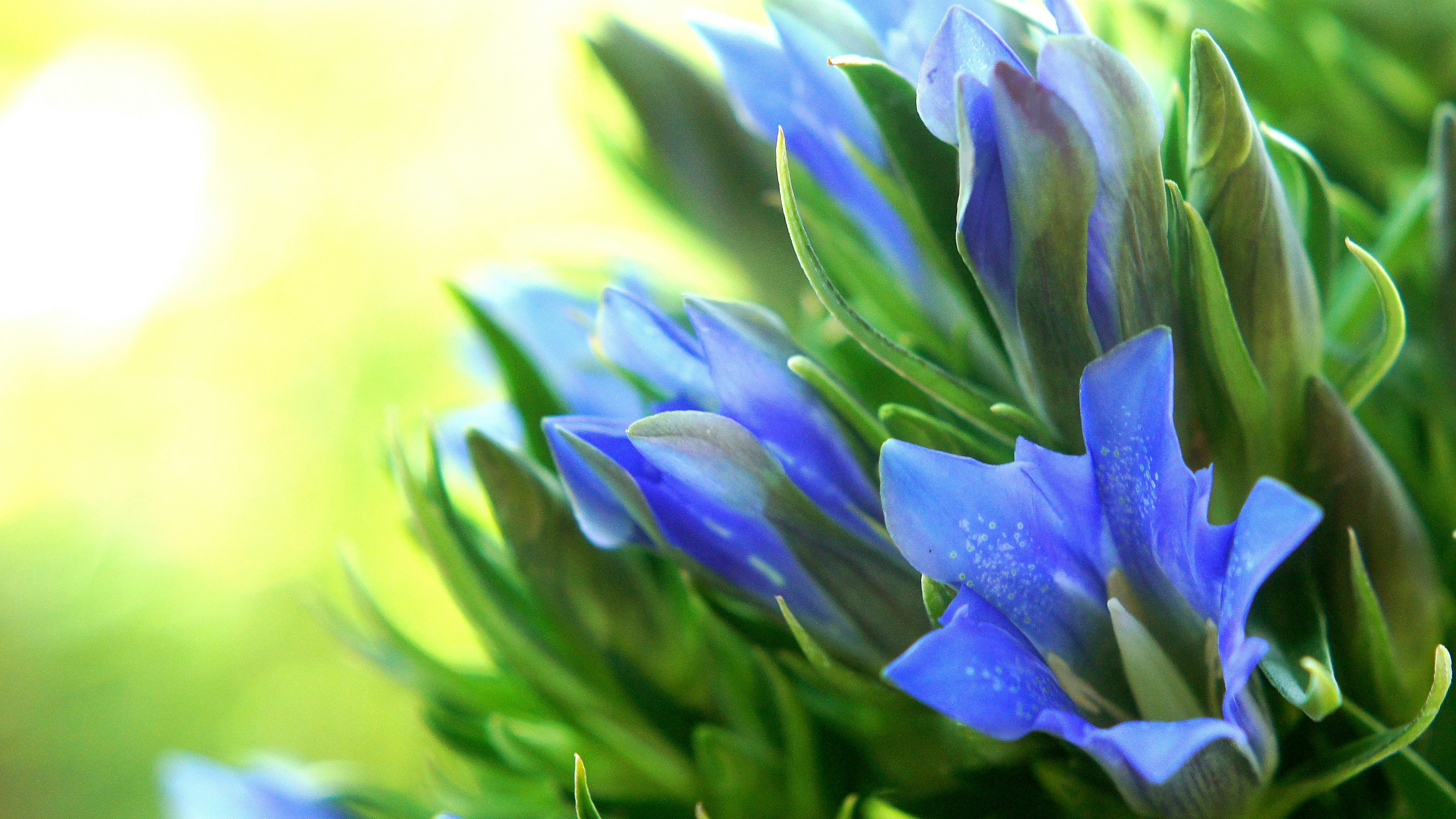 青い花が咲く植物のクローズアップで、緑の葉に囲まれている