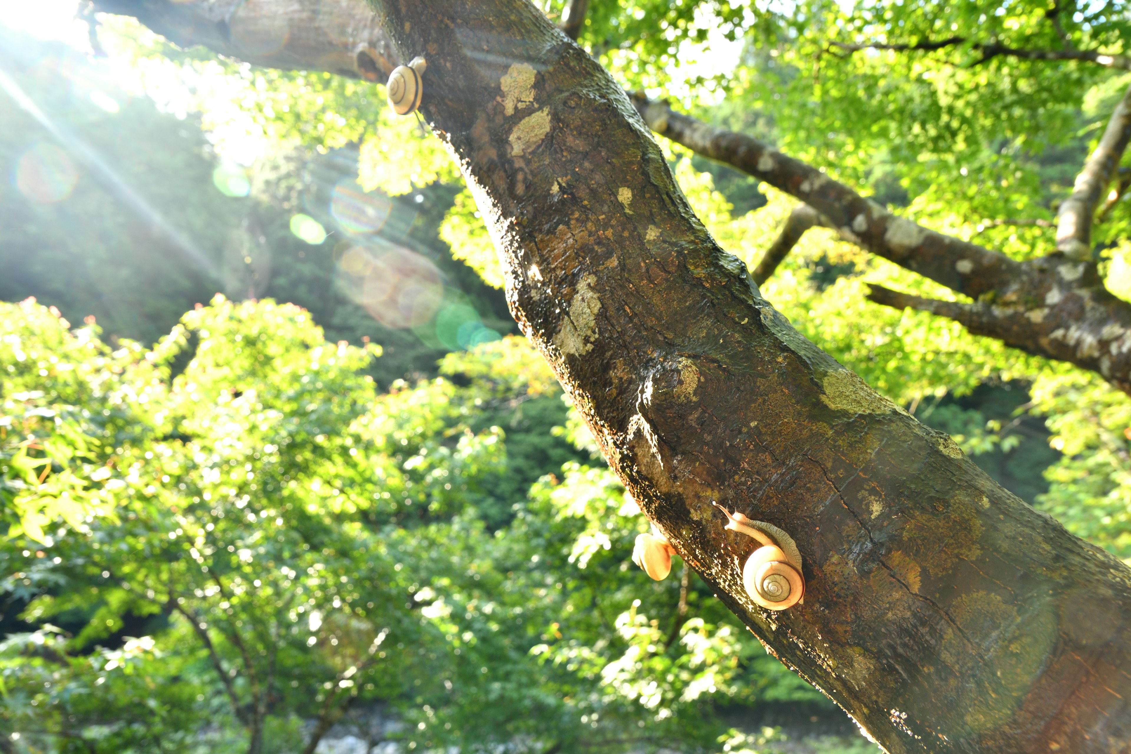 木の幹に光が差し込む緑豊かな風景