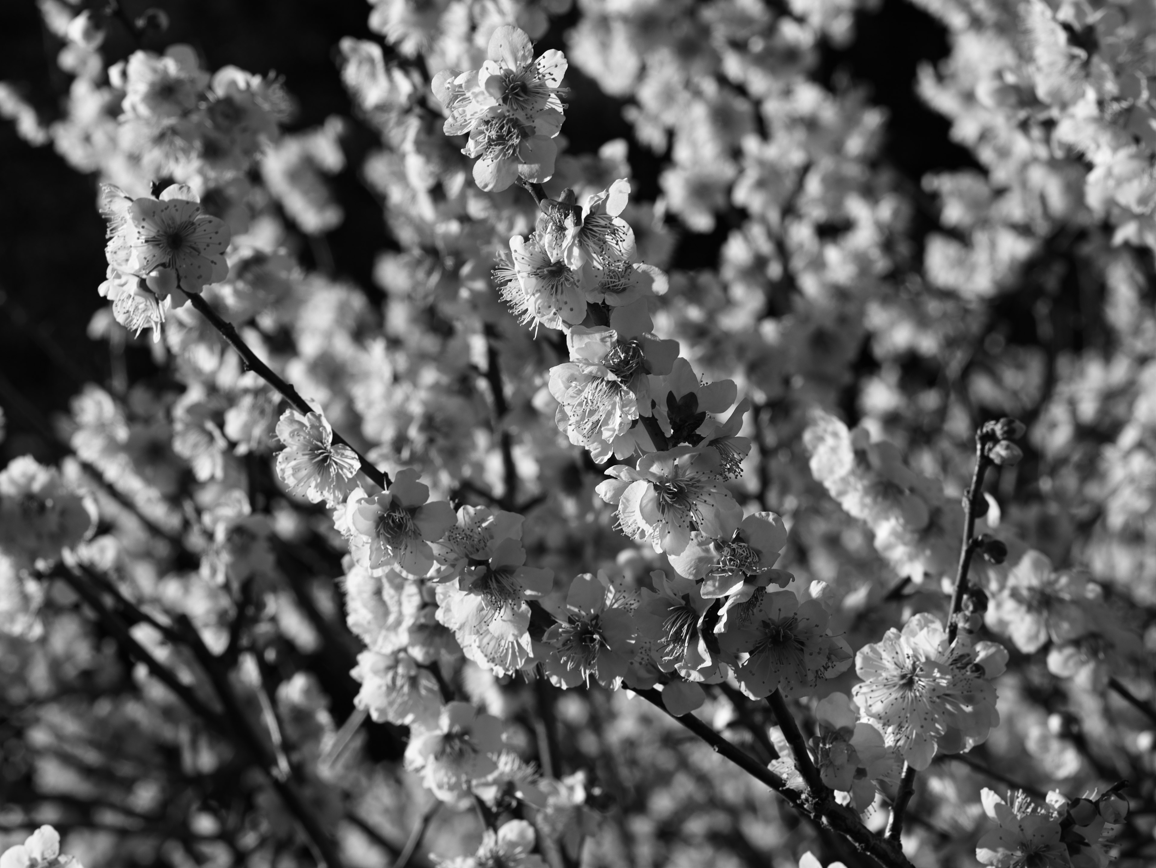 Gros plan sur des branches de cerisier en noir et blanc