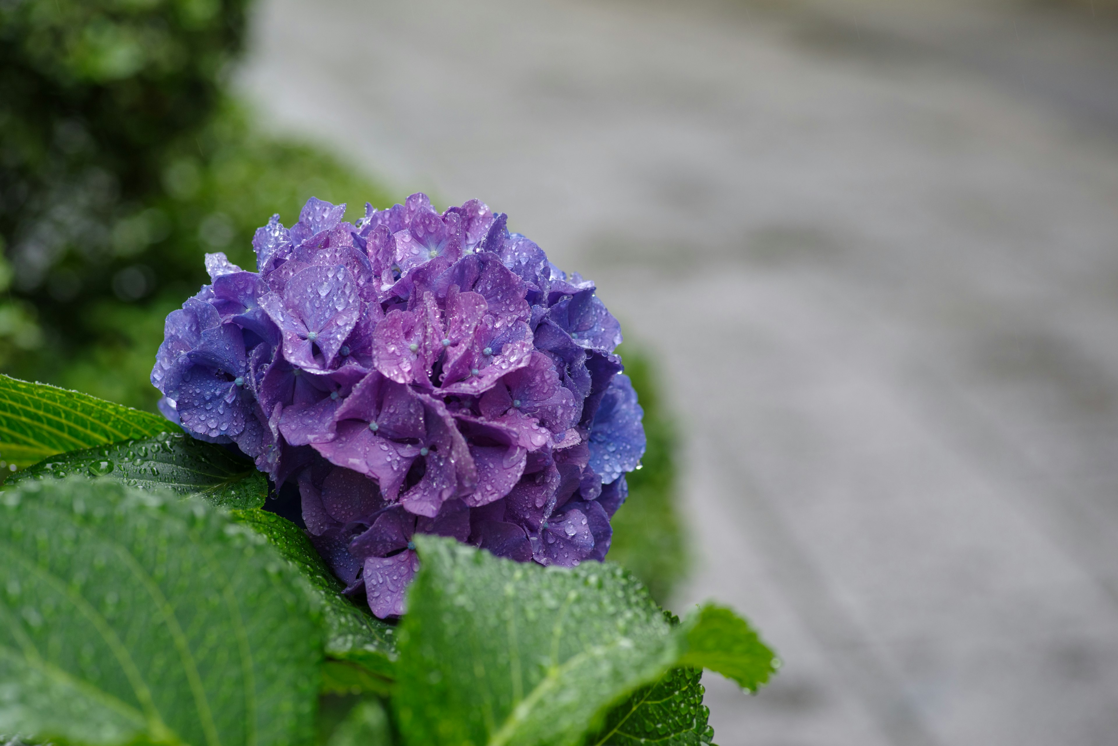 Flor de hortensia morada con hojas verdes cubiertas de gotas