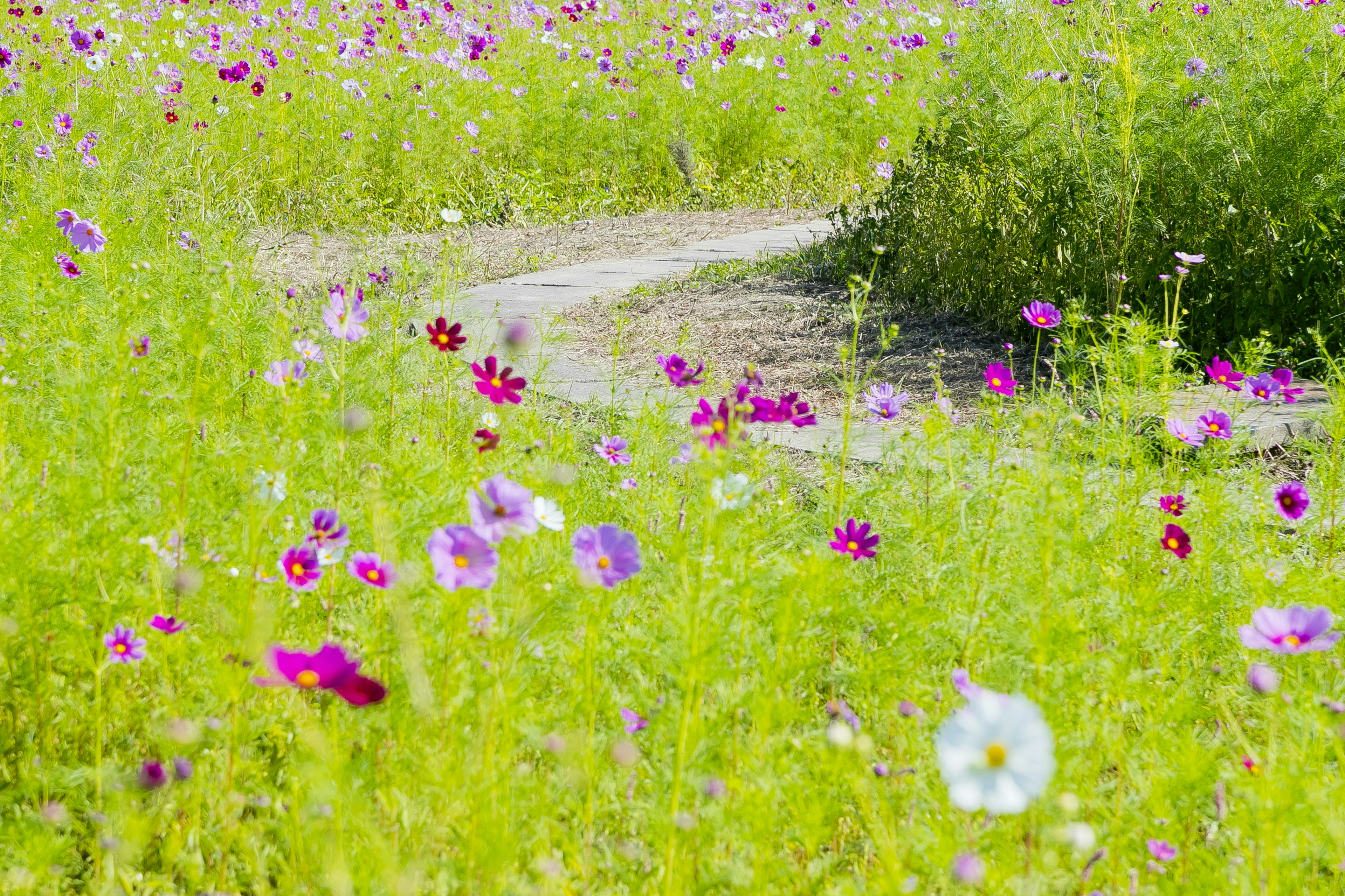 Un sendero serpenteante a través de un vibrante campo de flores coloridas