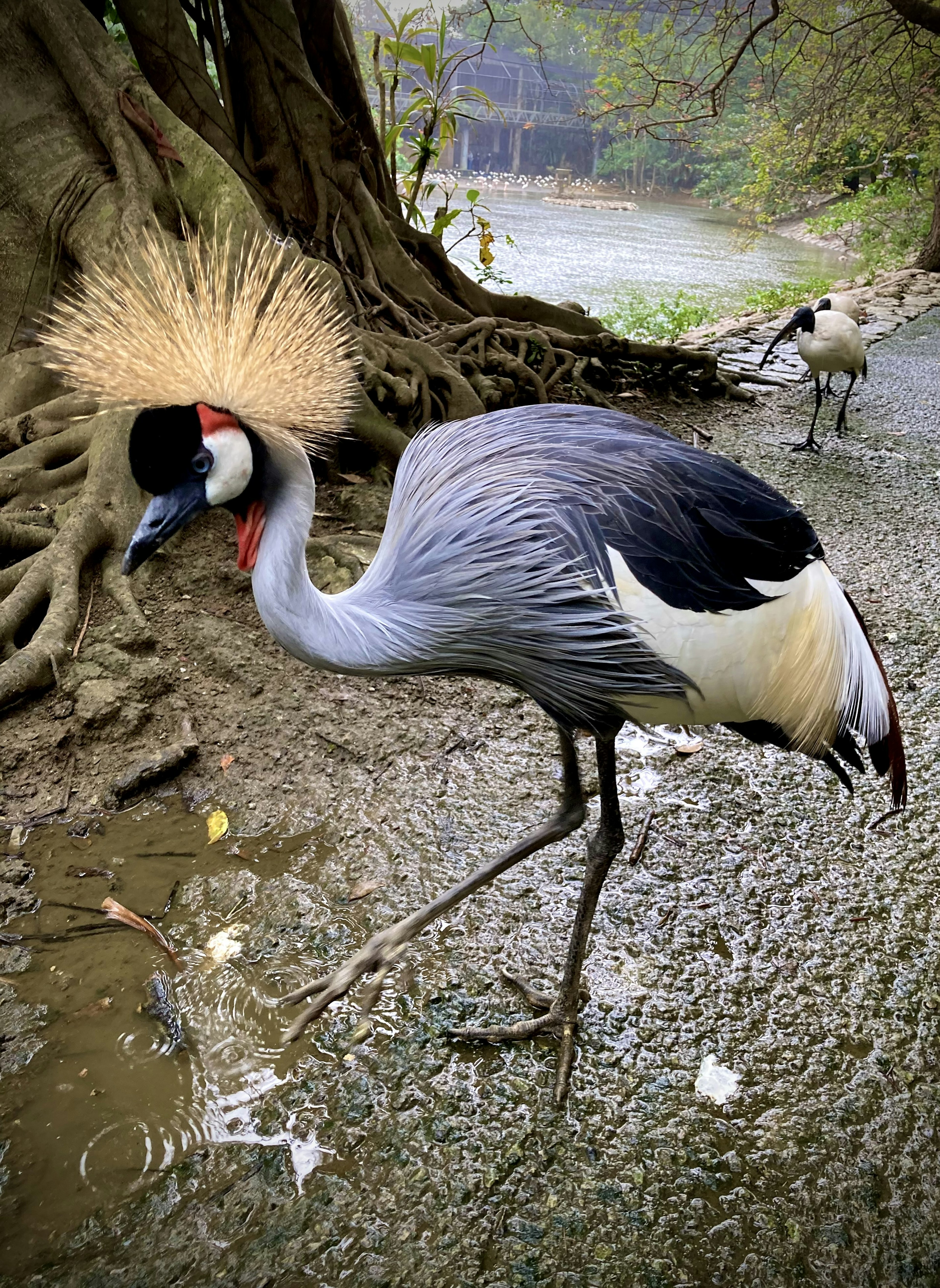 Un oiseau aux plumes grises et à la couronne dorée marche près de l'eau