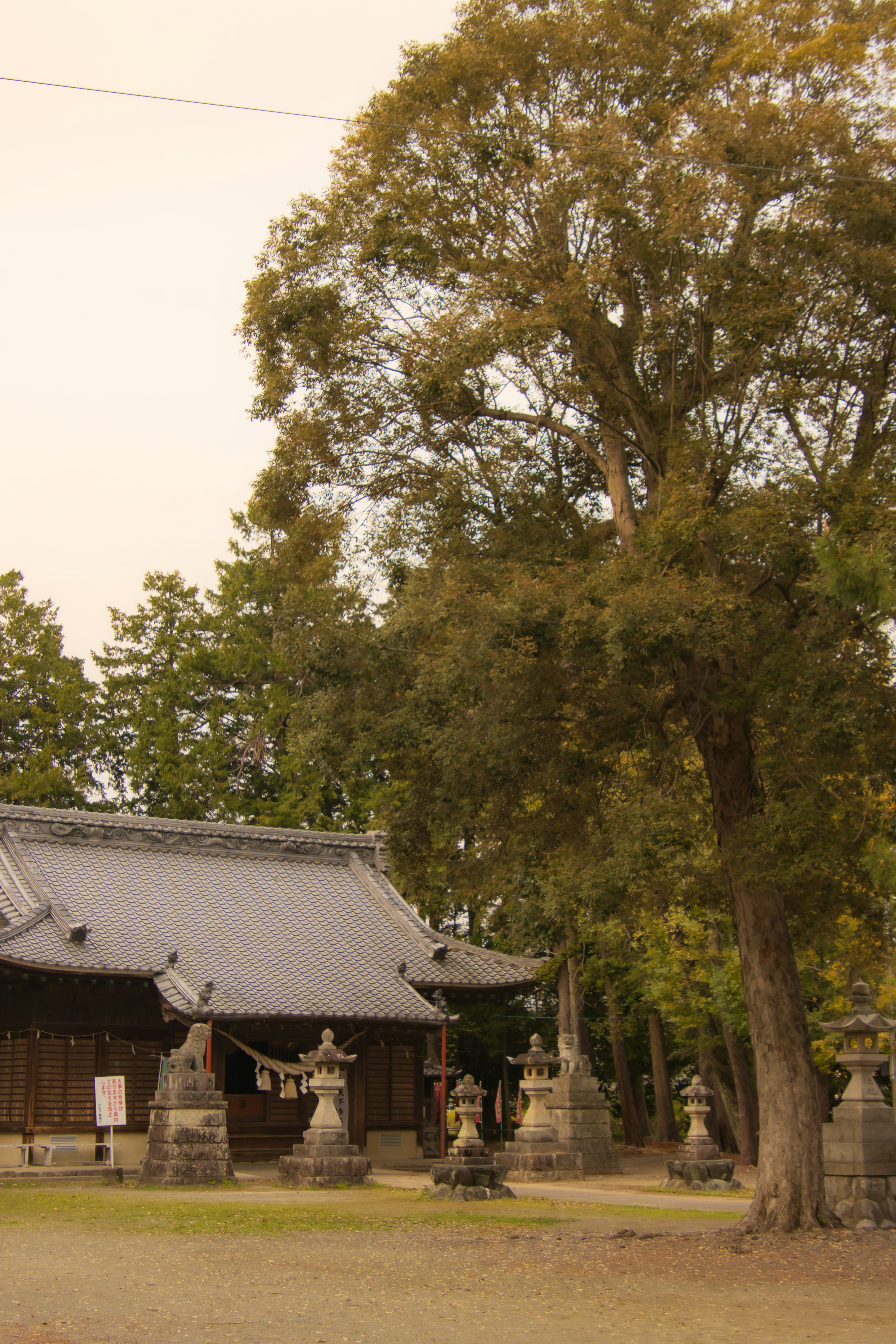 Old shrine surrounded by stone lanterns and a large tree