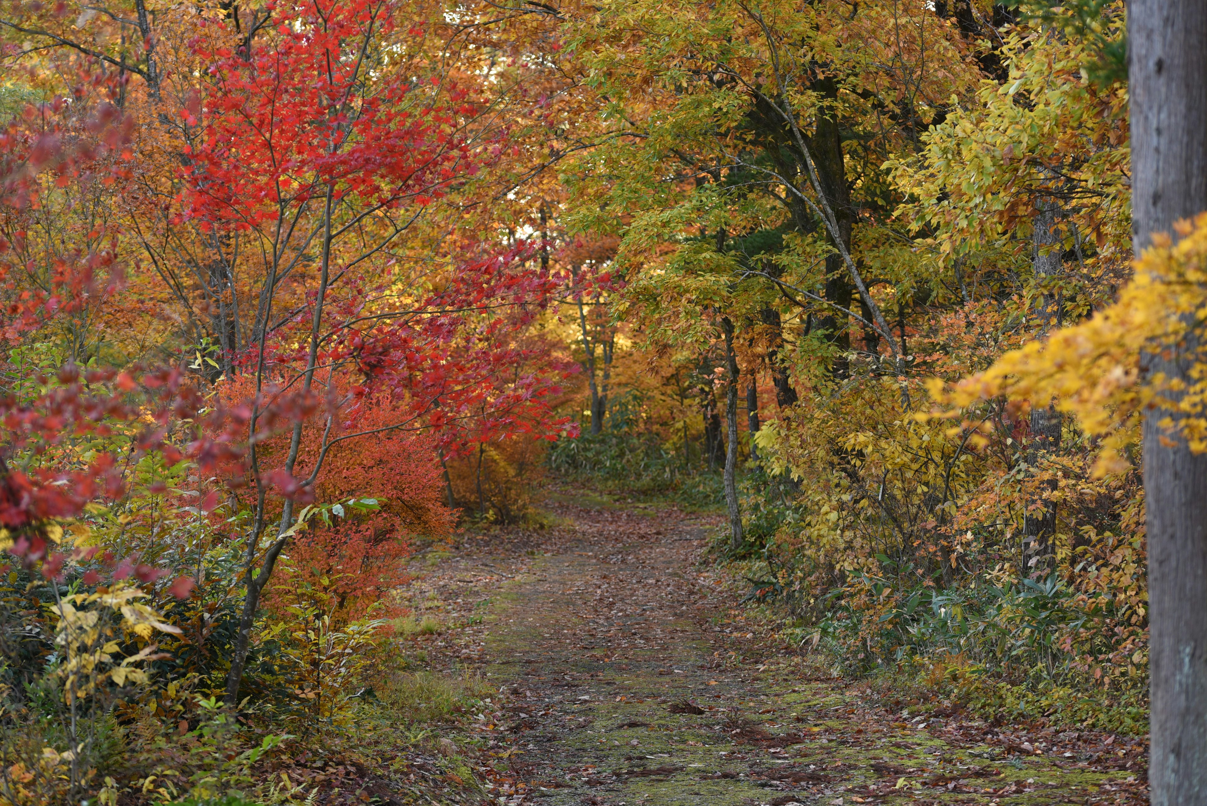 Waldweg geschmückt mit Herbstfarben