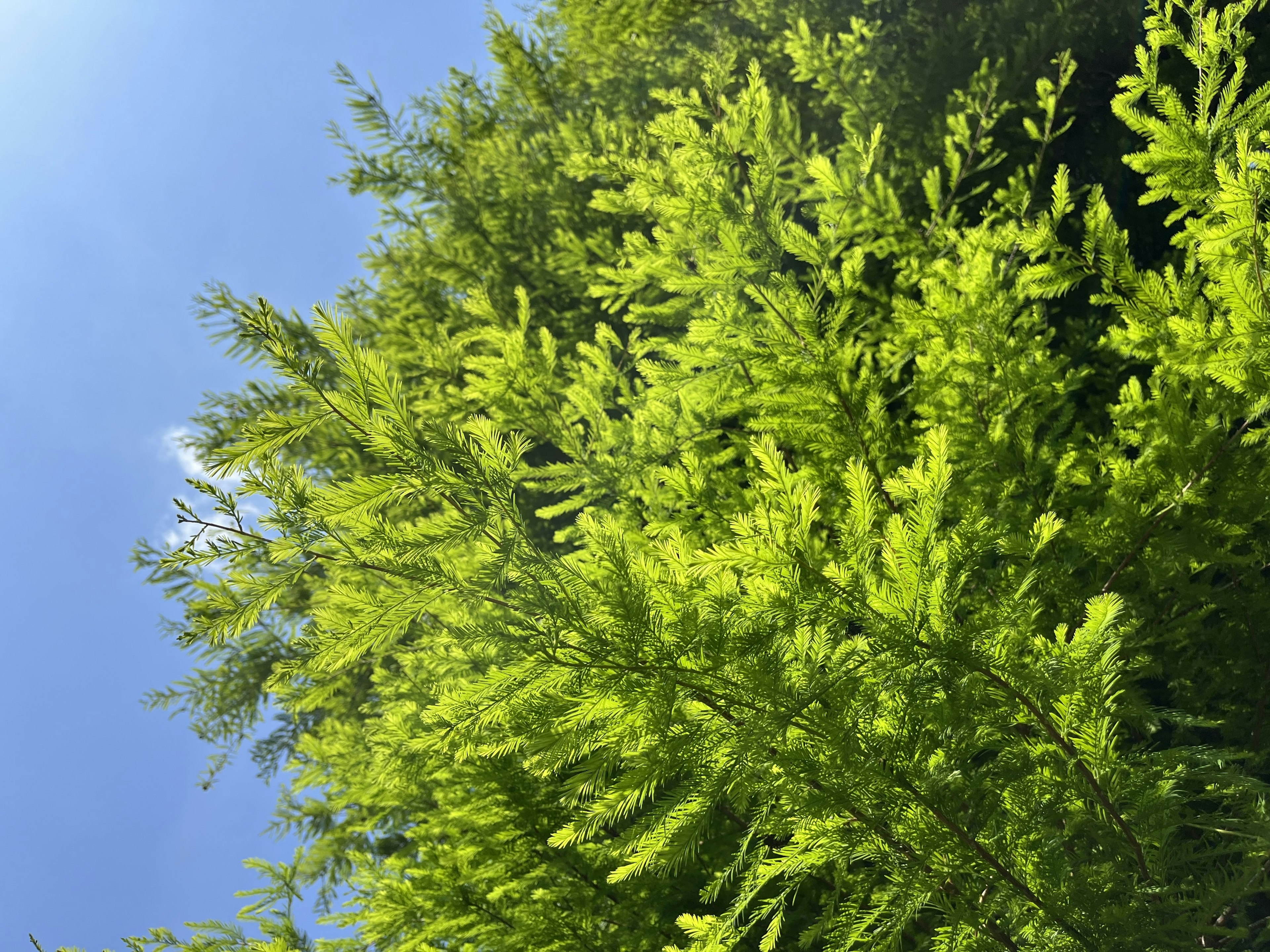 Daun hijau subur di bawah langit biru yang cerah