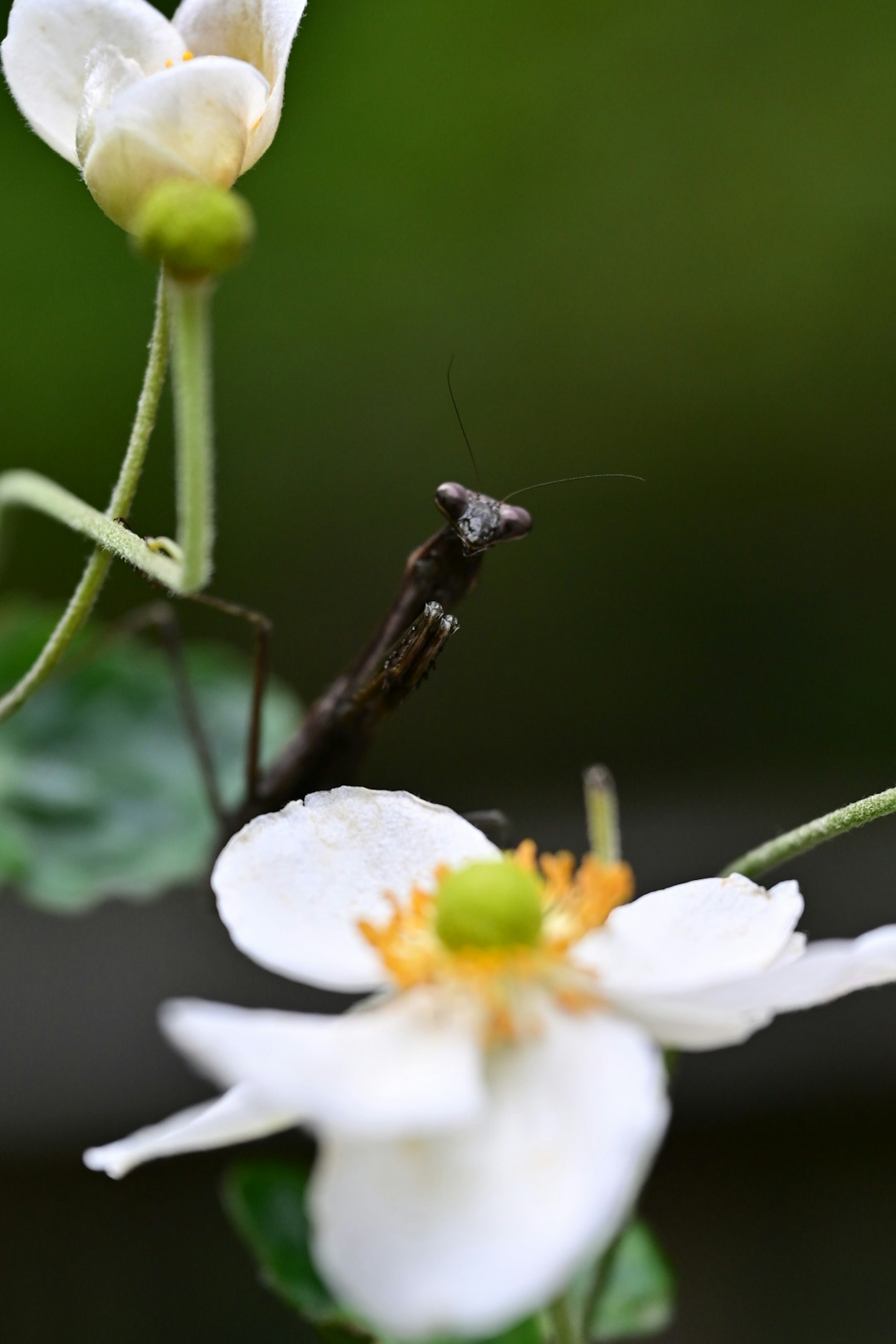 白い花と緑の葉の上にいるカマキリのような昆虫