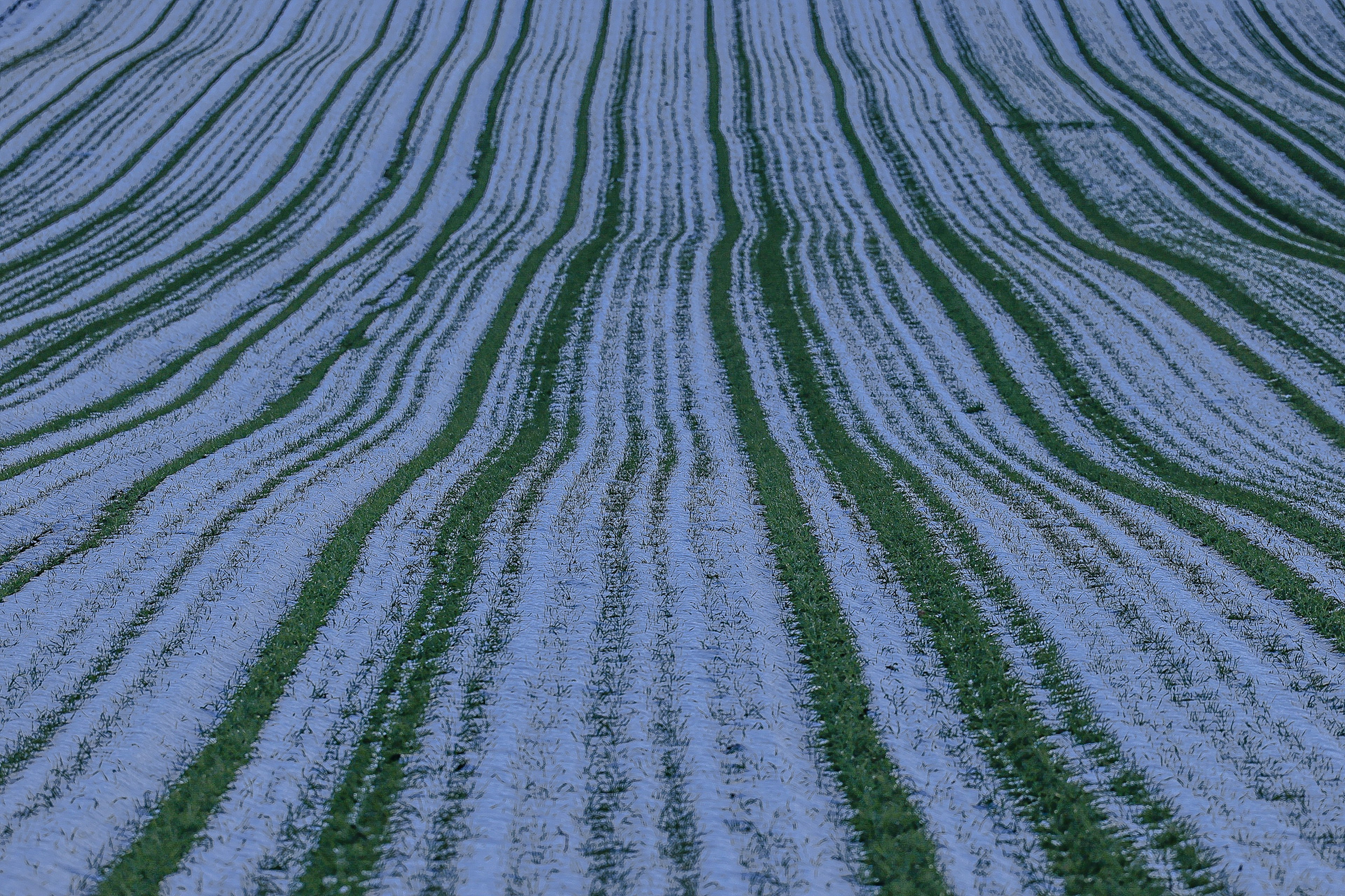 青い畑の波状の線が描かれた風景