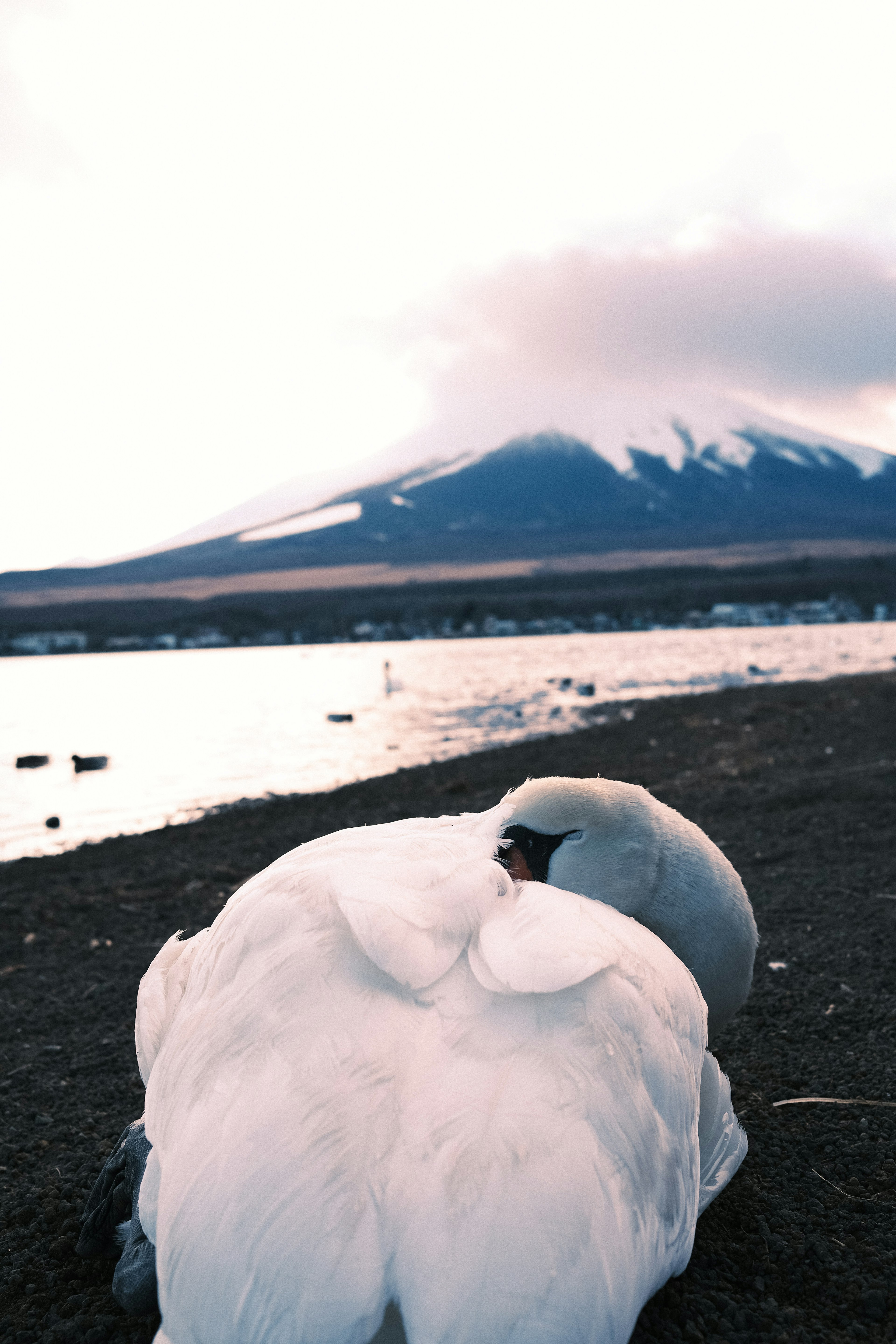 Un cisne descansando junto al agua con el monte Fuji al fondo