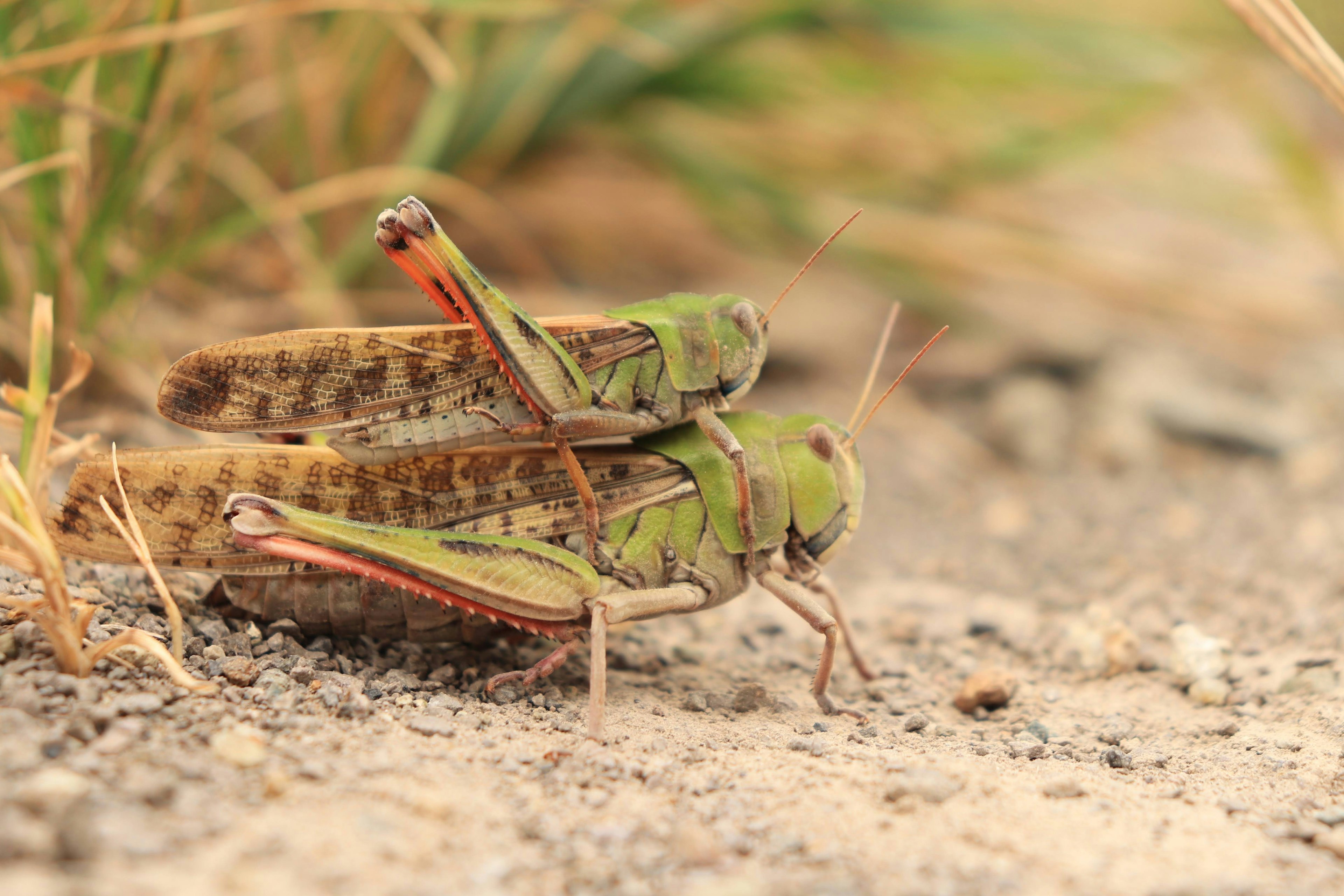 Close-up photo of green grasshoppers mating on the ground