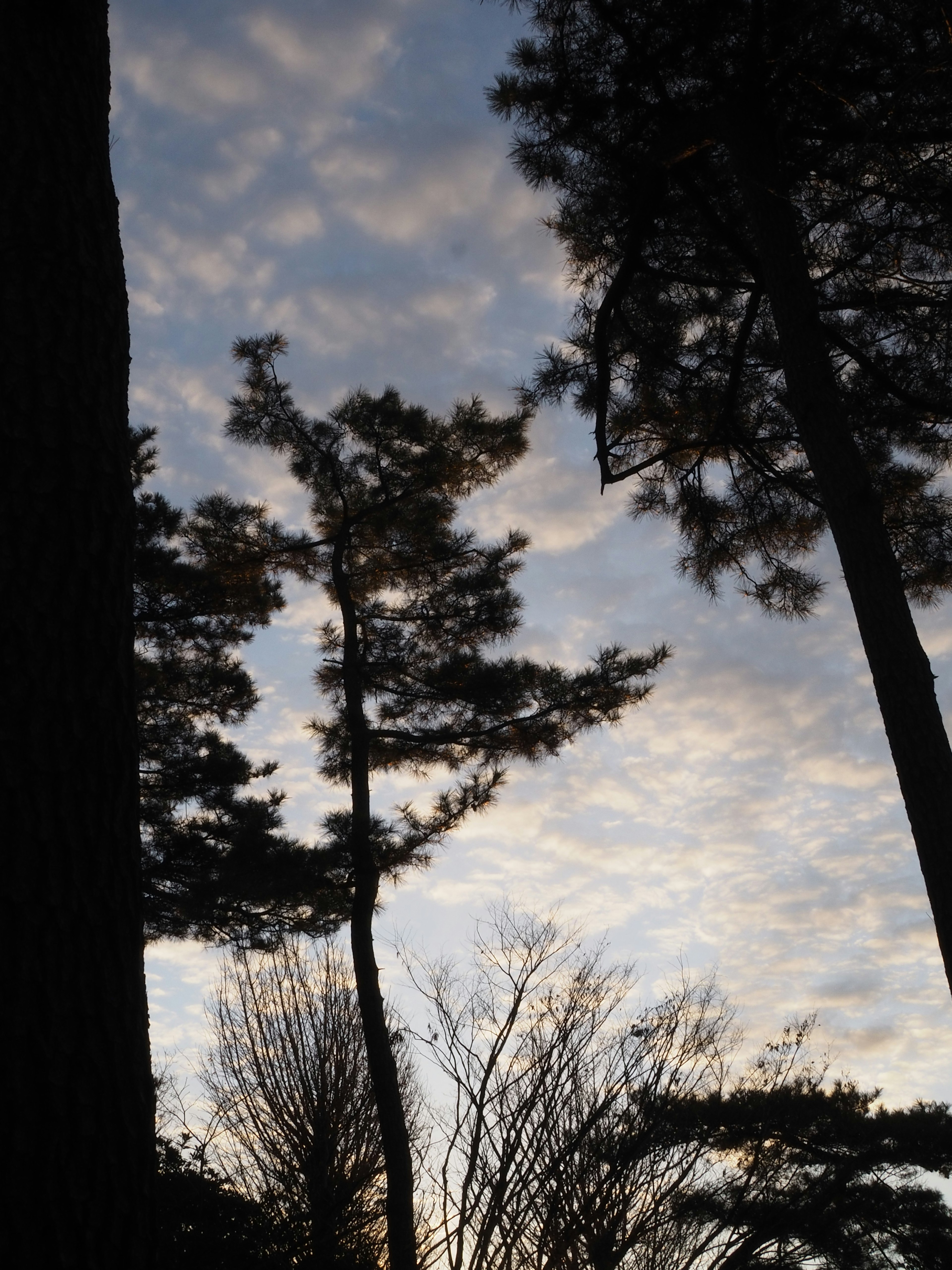 夕暮れ時の木々のシルエットと雲が広がる空