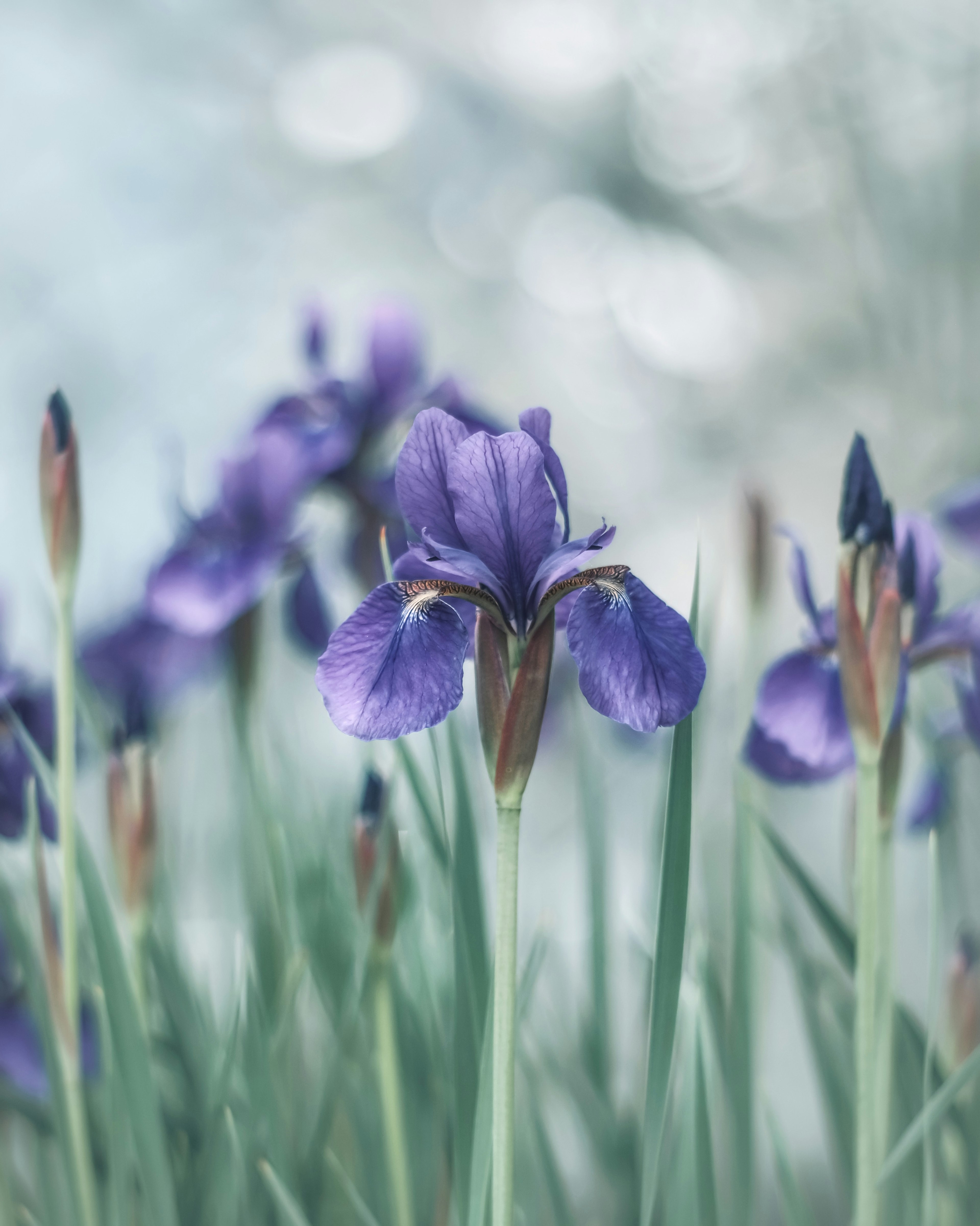 Fiori di iris viola circondati da foglie verdi in uno sfondo morbido