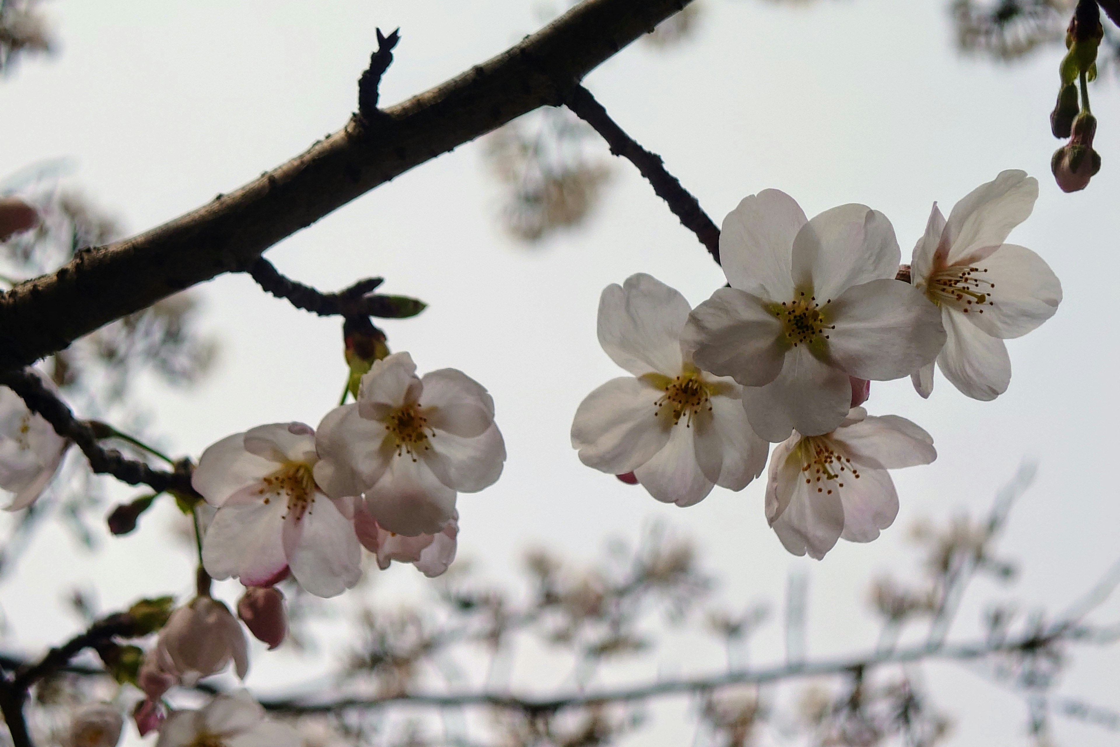 Gros plan de fleurs de cerisier sur une branche