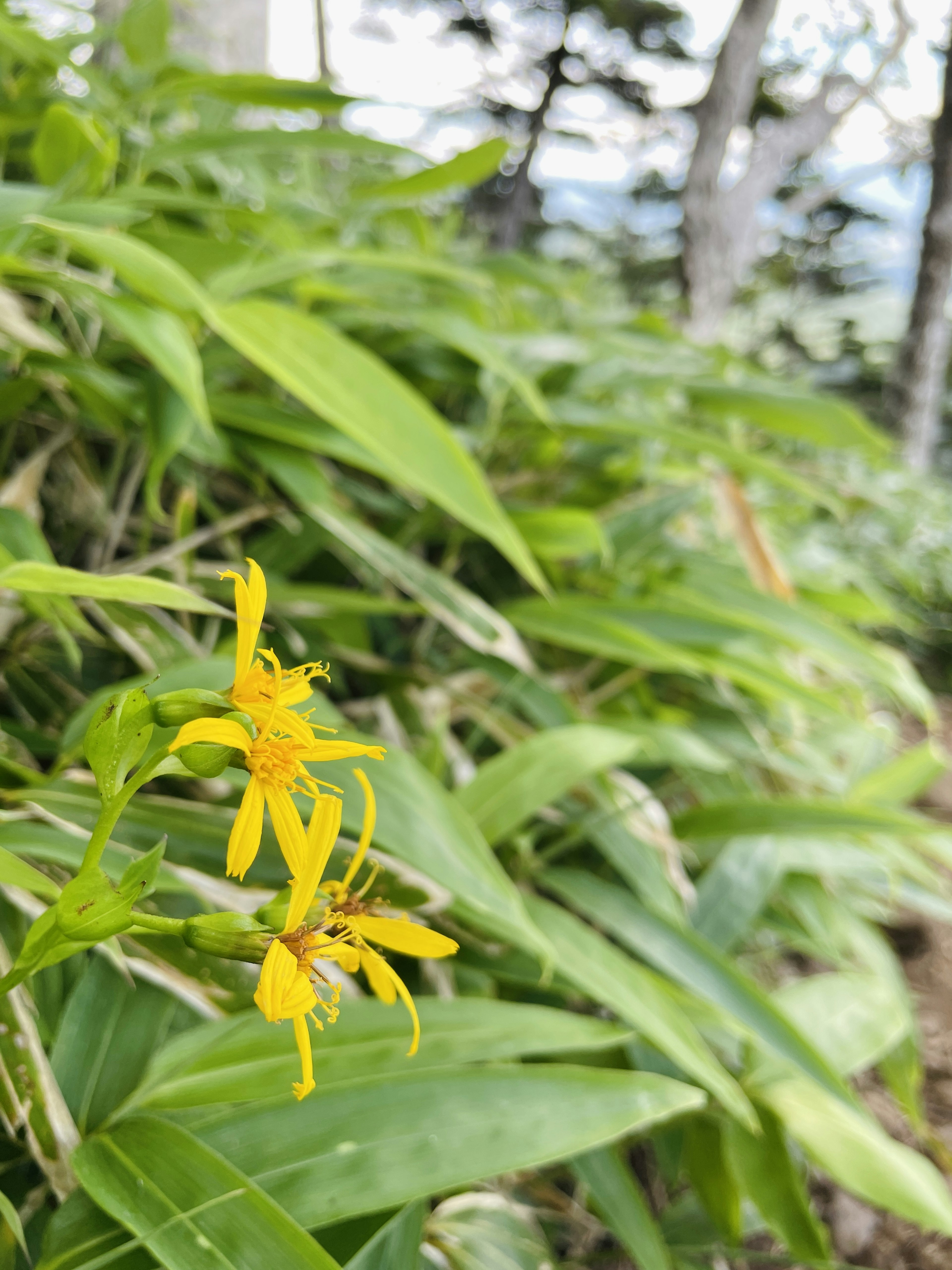 Primo piano di fiori gialli tra foglie verdi