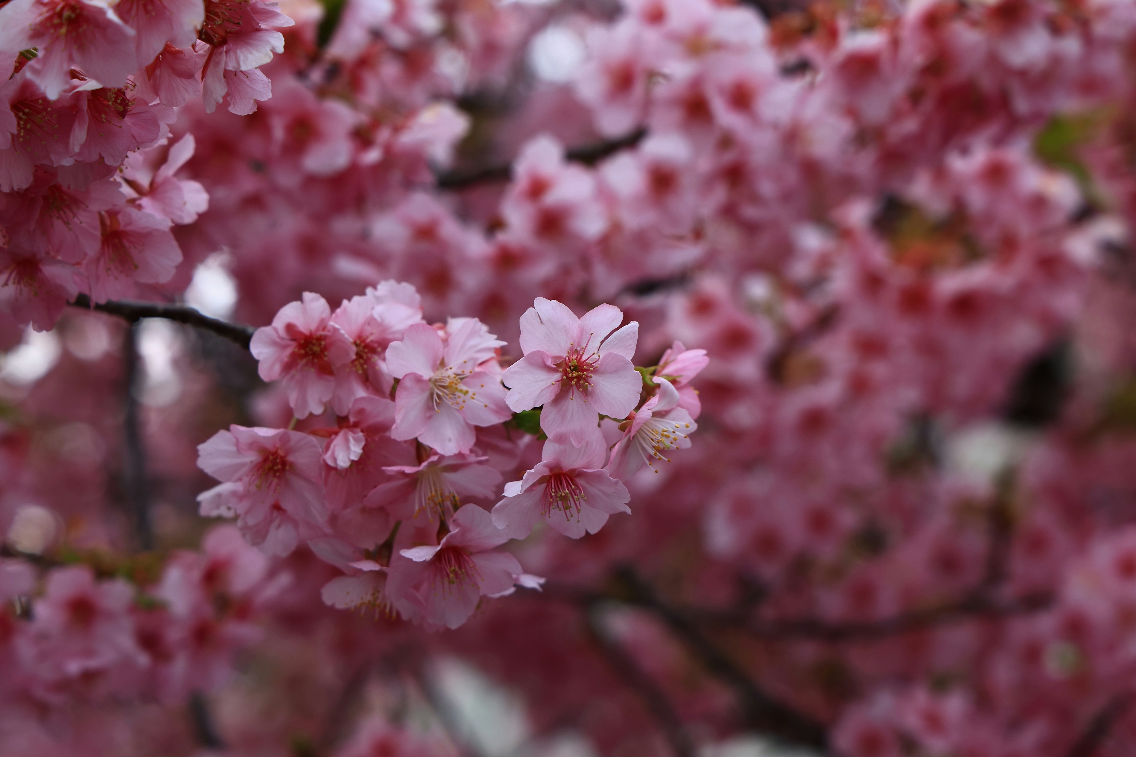 Close-up of blooming cherry blossoms on branches