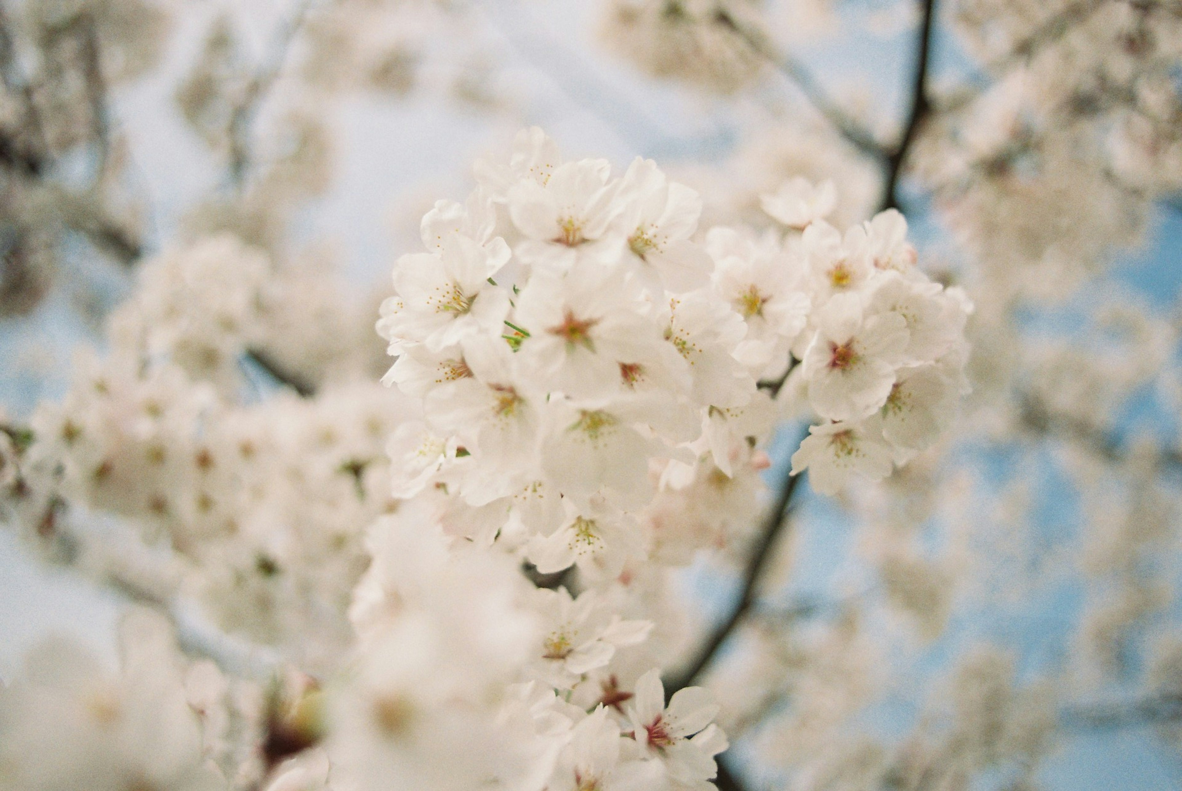 Acercamiento de un árbol de cerezo con flores blancas contra un cielo azul