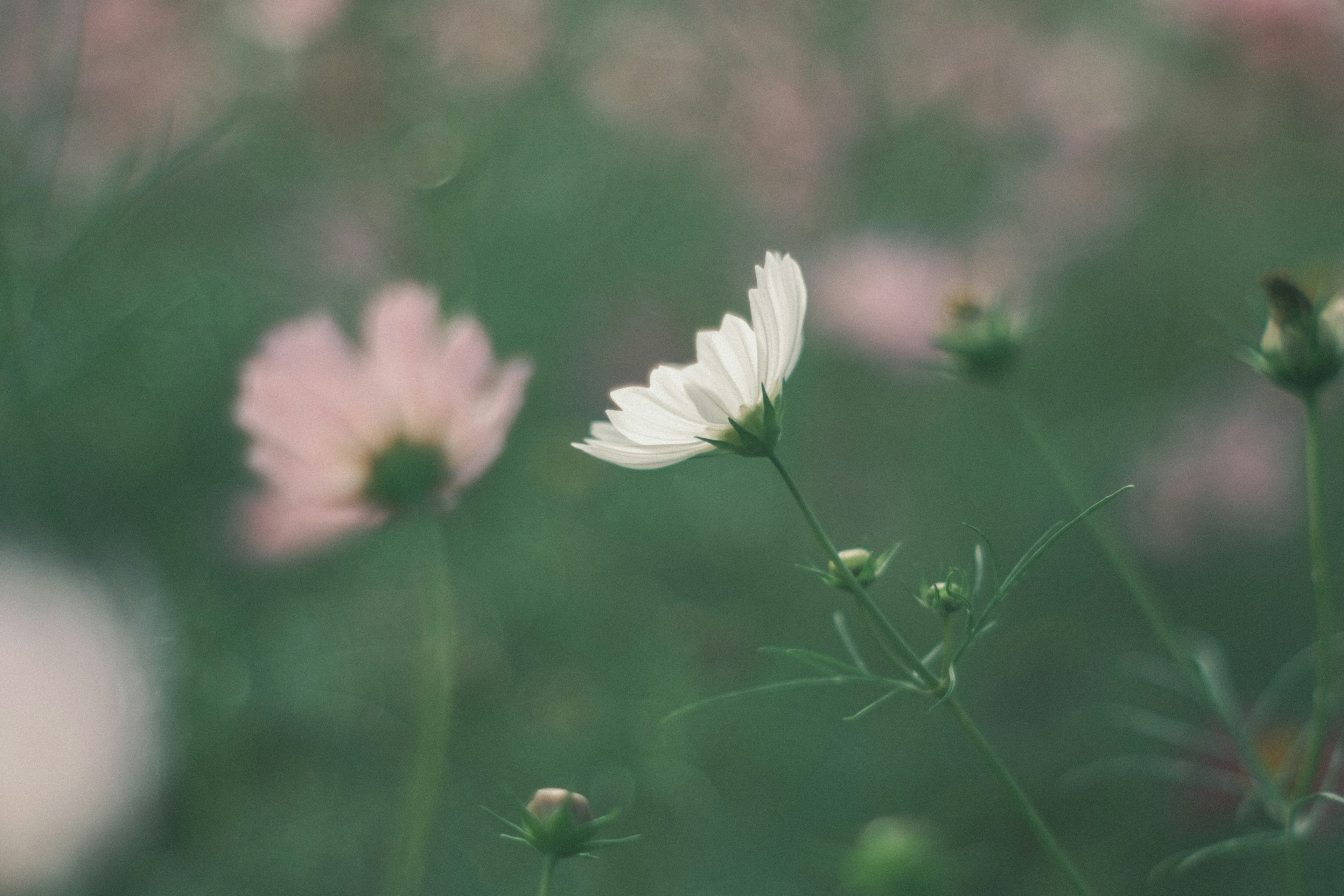 Ein Blumenfeld mit einer weißen Blume und rosa Blumen vor grünem Hintergrund