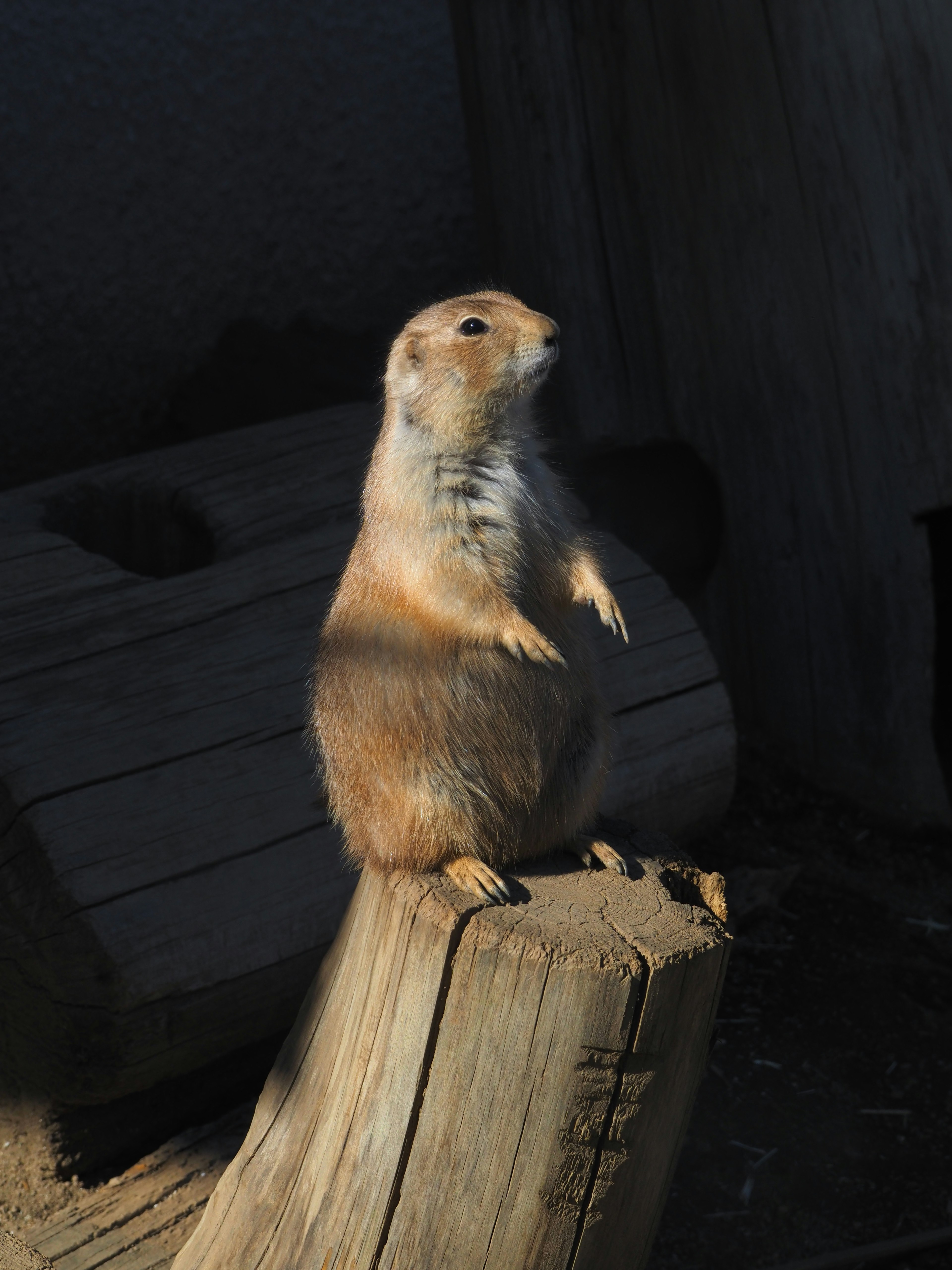 A standing prairie dog on a log