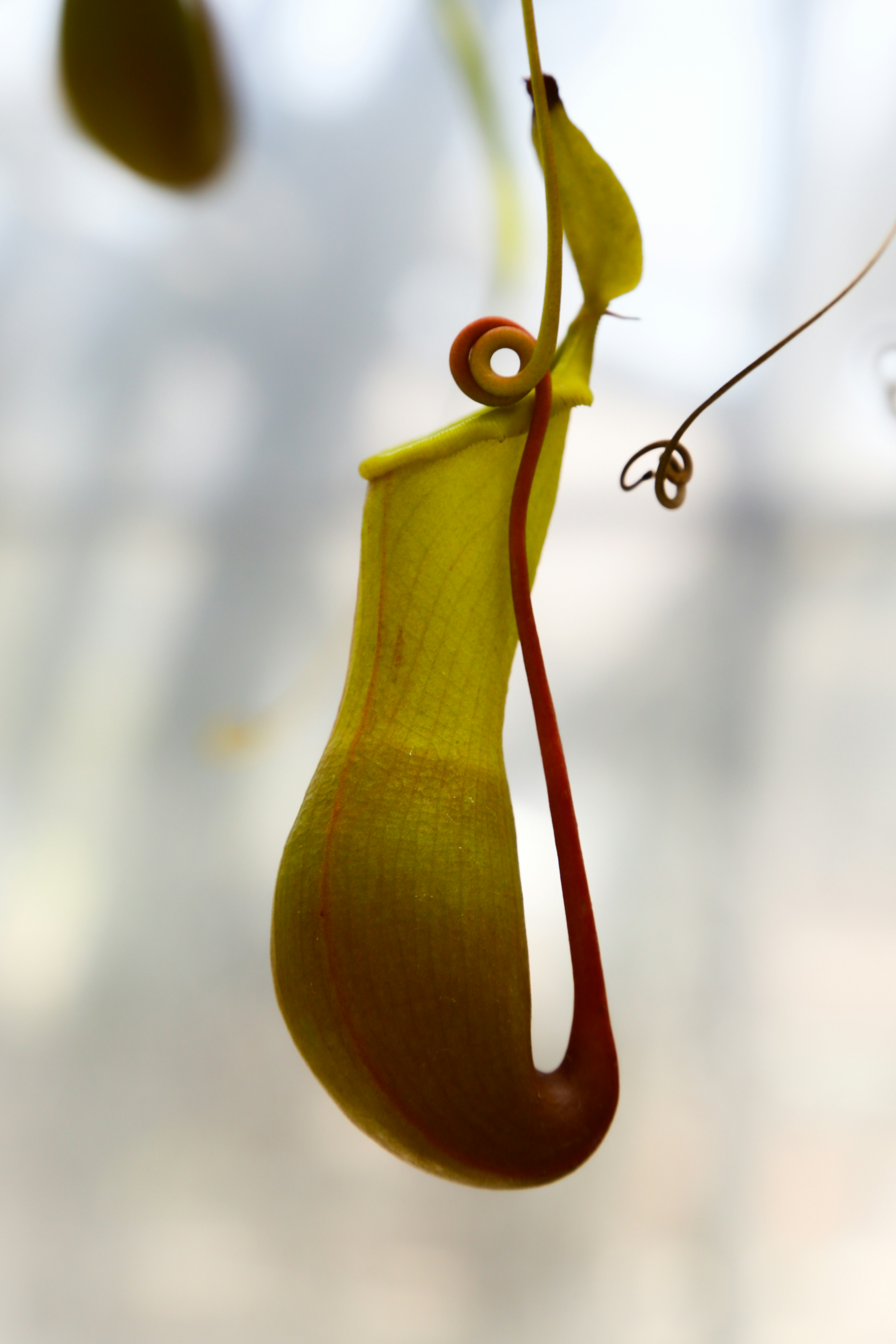 Distinctive shape and coloration of a yellow pitcher plant