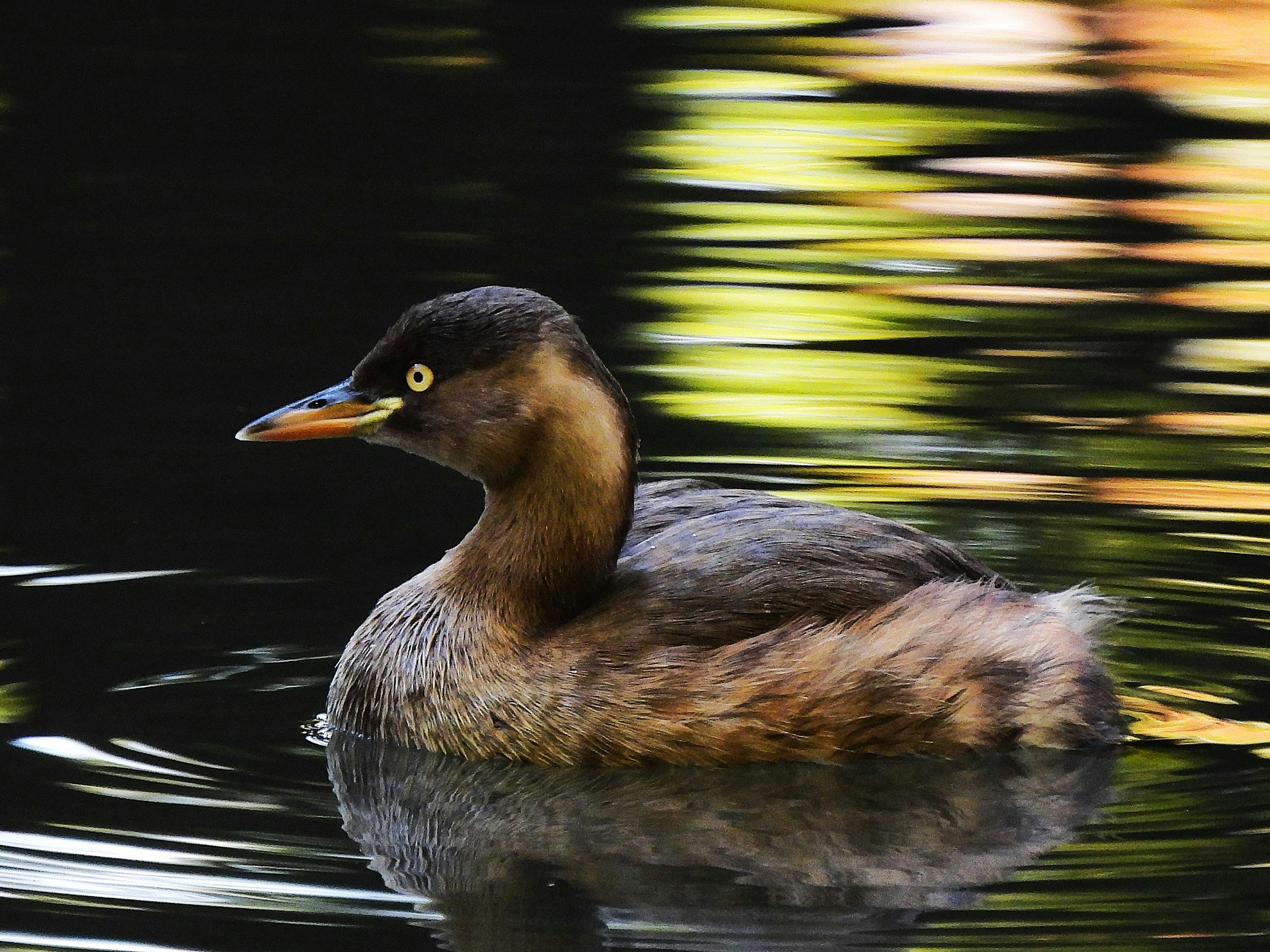 水面を泳ぐ小さな水鳥の横顔 鮮やかな黄色の目と柔らかな茶色の羽毛