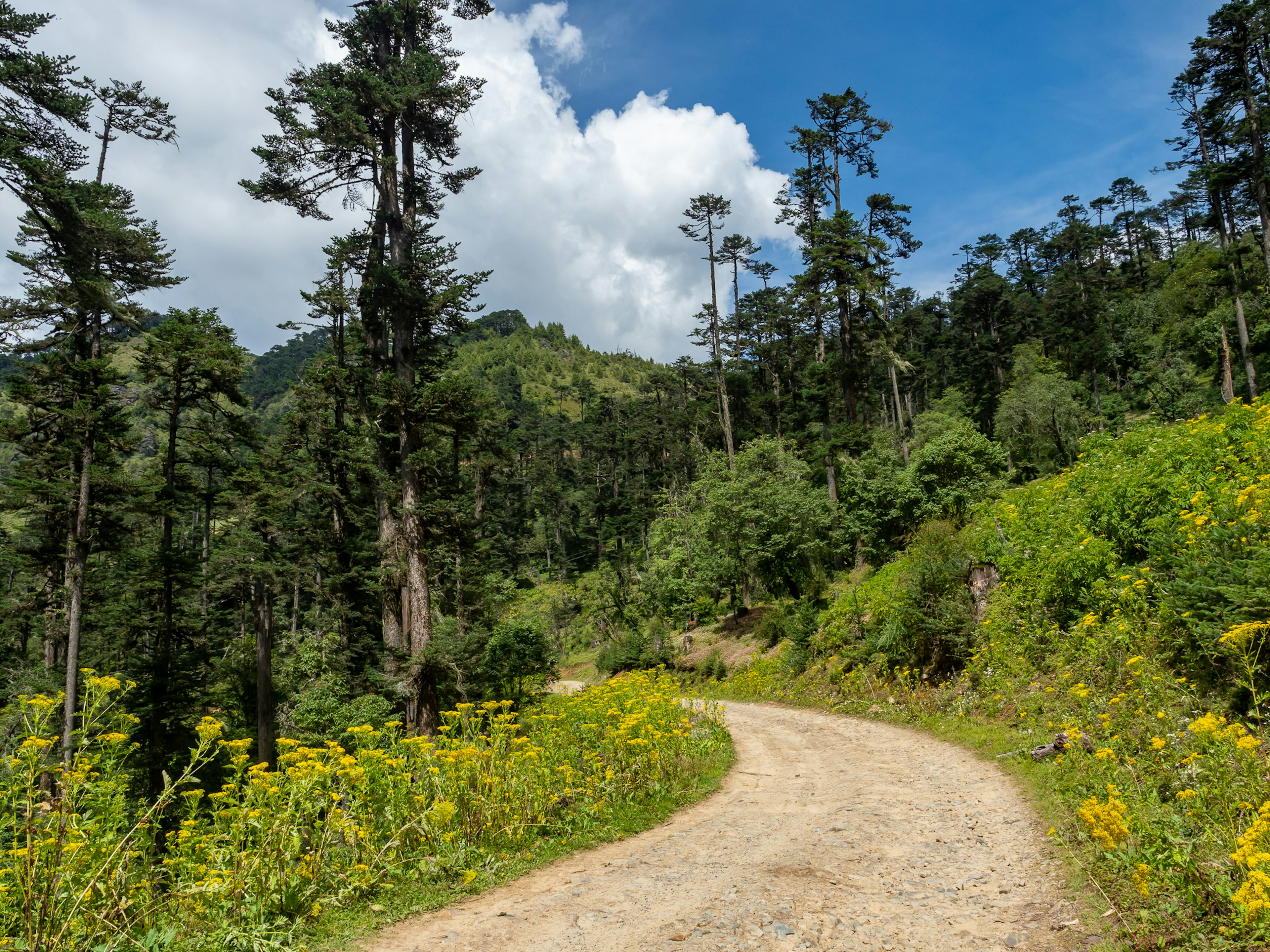 Camino de tierra sinuoso rodeado de árboles verdes y flores amarillas