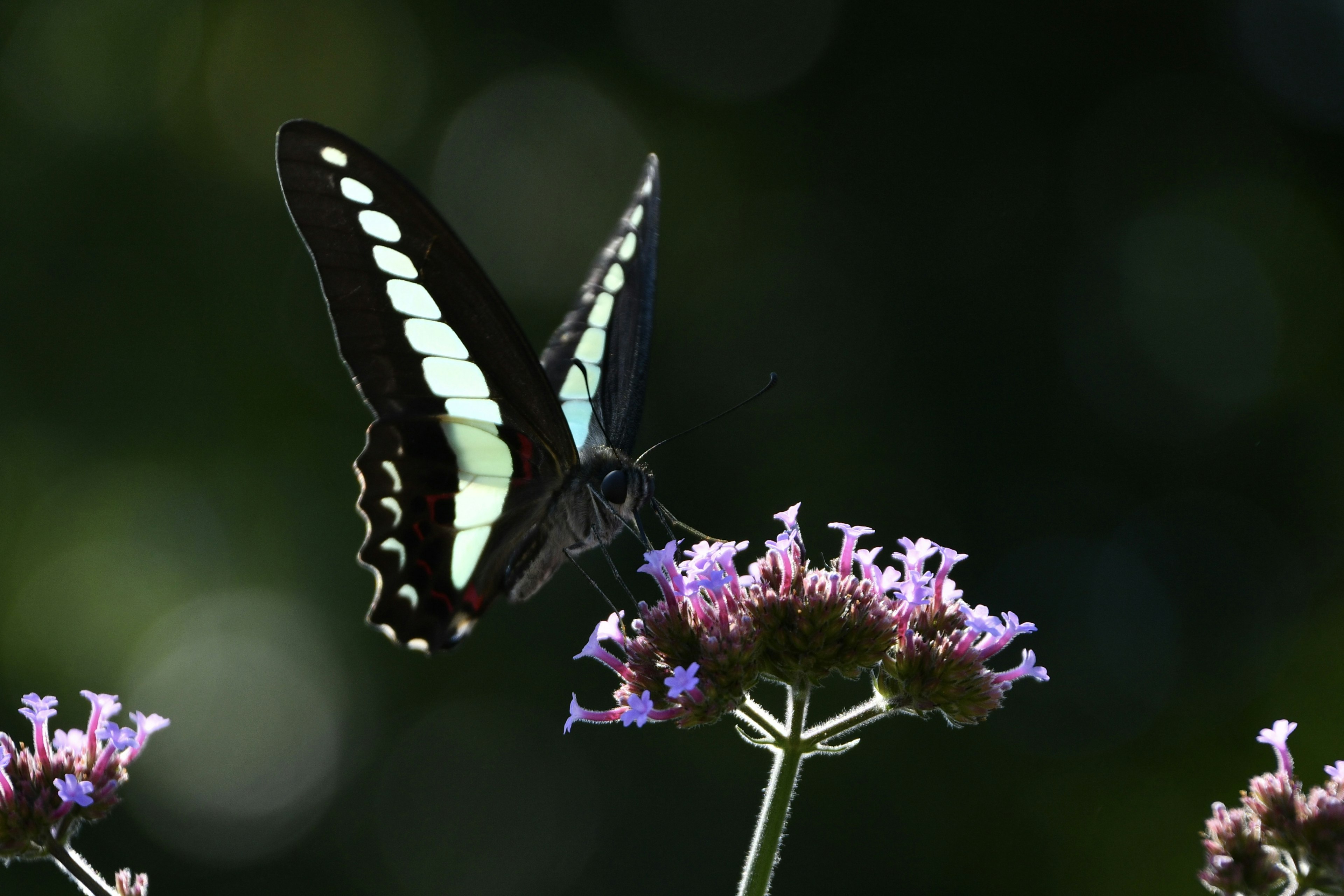 Un papillon bleu perché sur des fleurs violettes