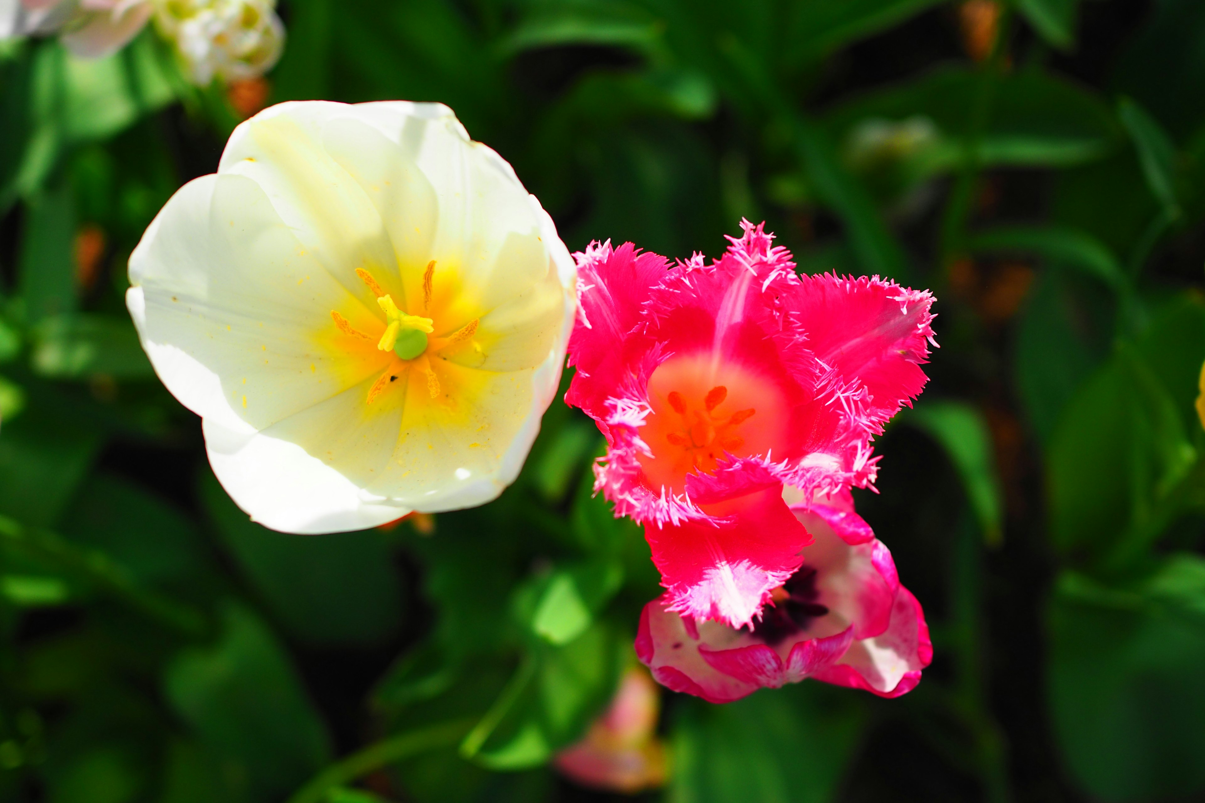 Tulip putih dan bunga merah muda mekar berdampingan