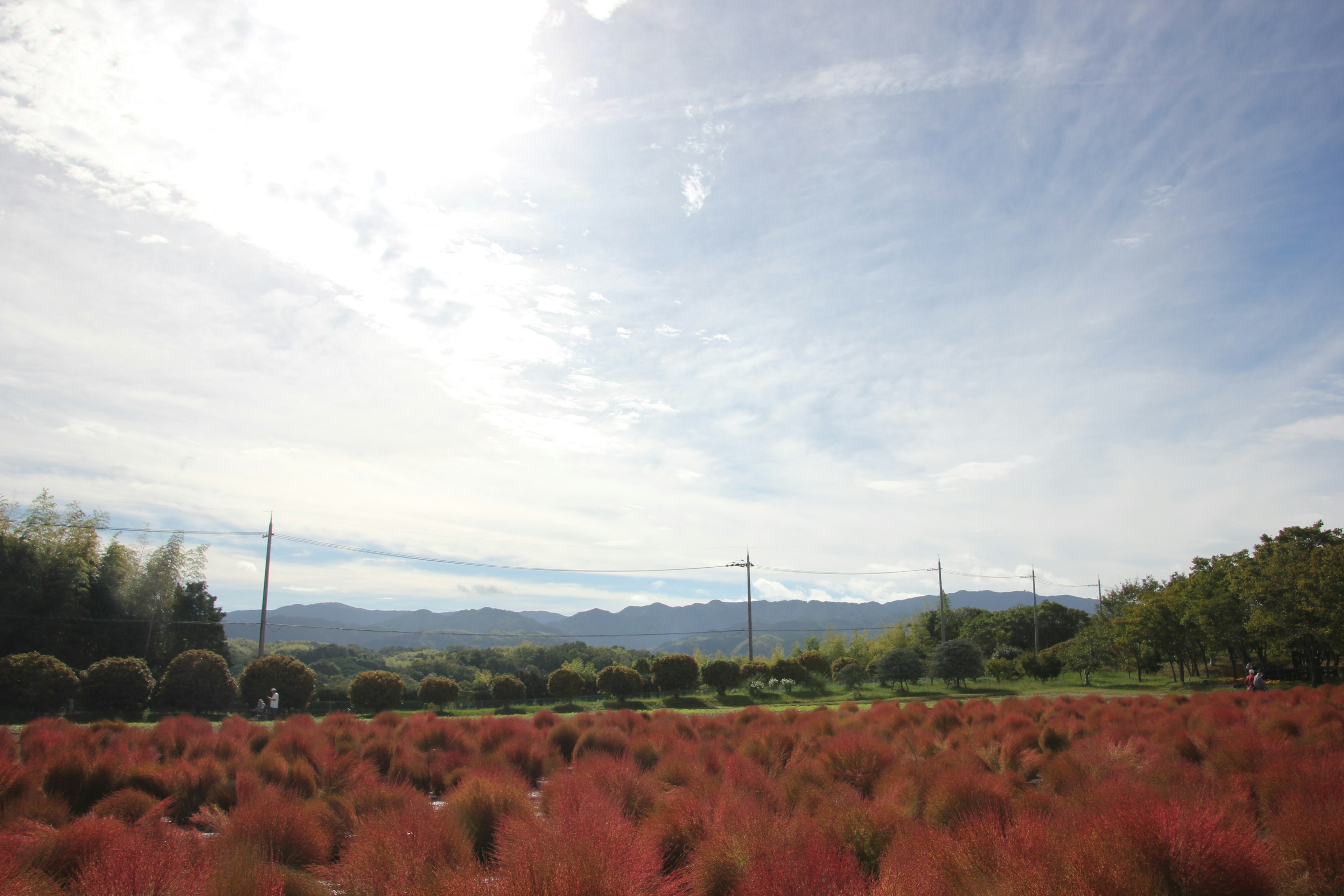 Weite Landschaft mit rotem Gras und blauem Himmel