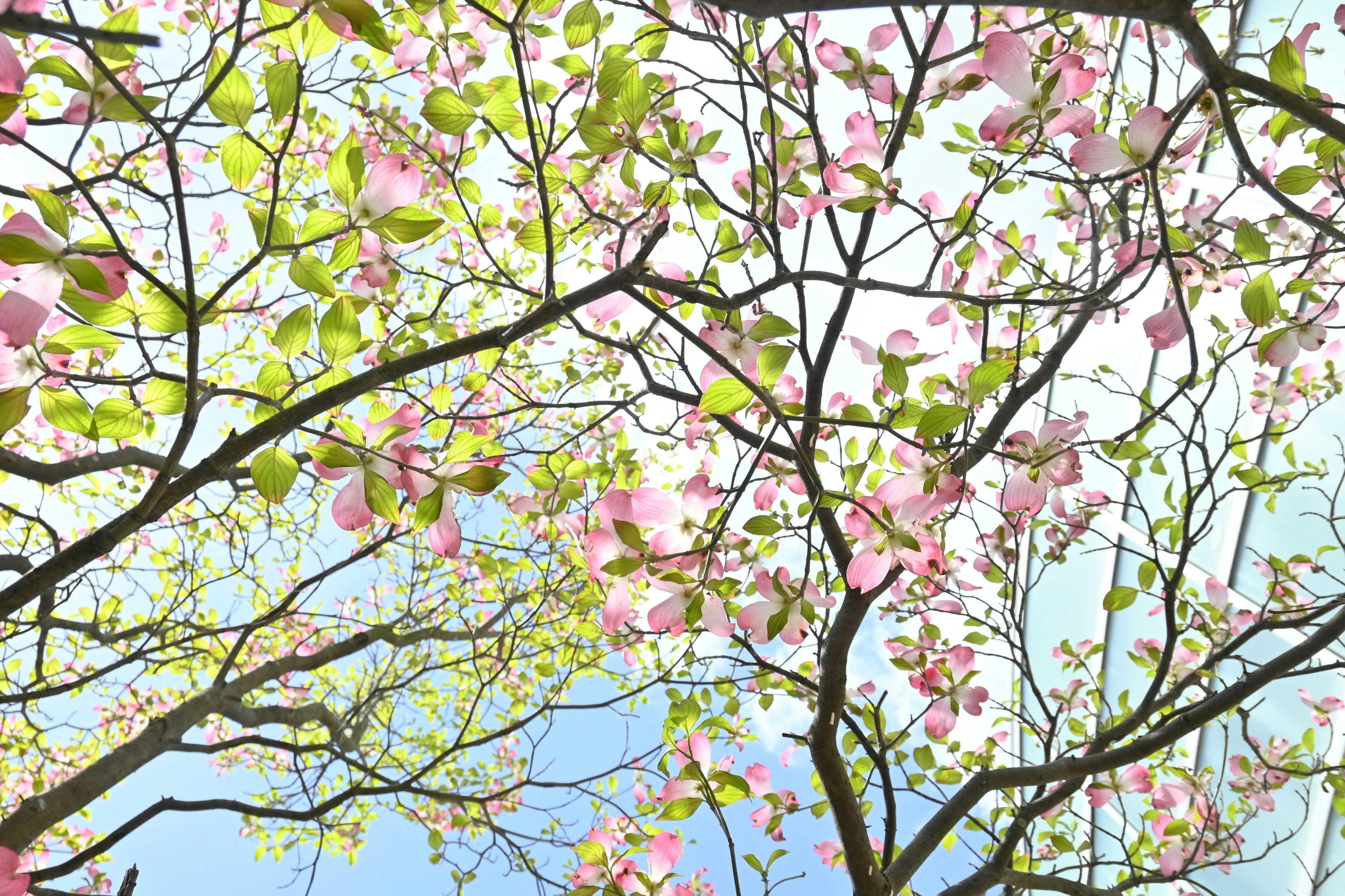 Cabang pohon dengan bunga pink muda dan daun hijau di latar belakang langit biru